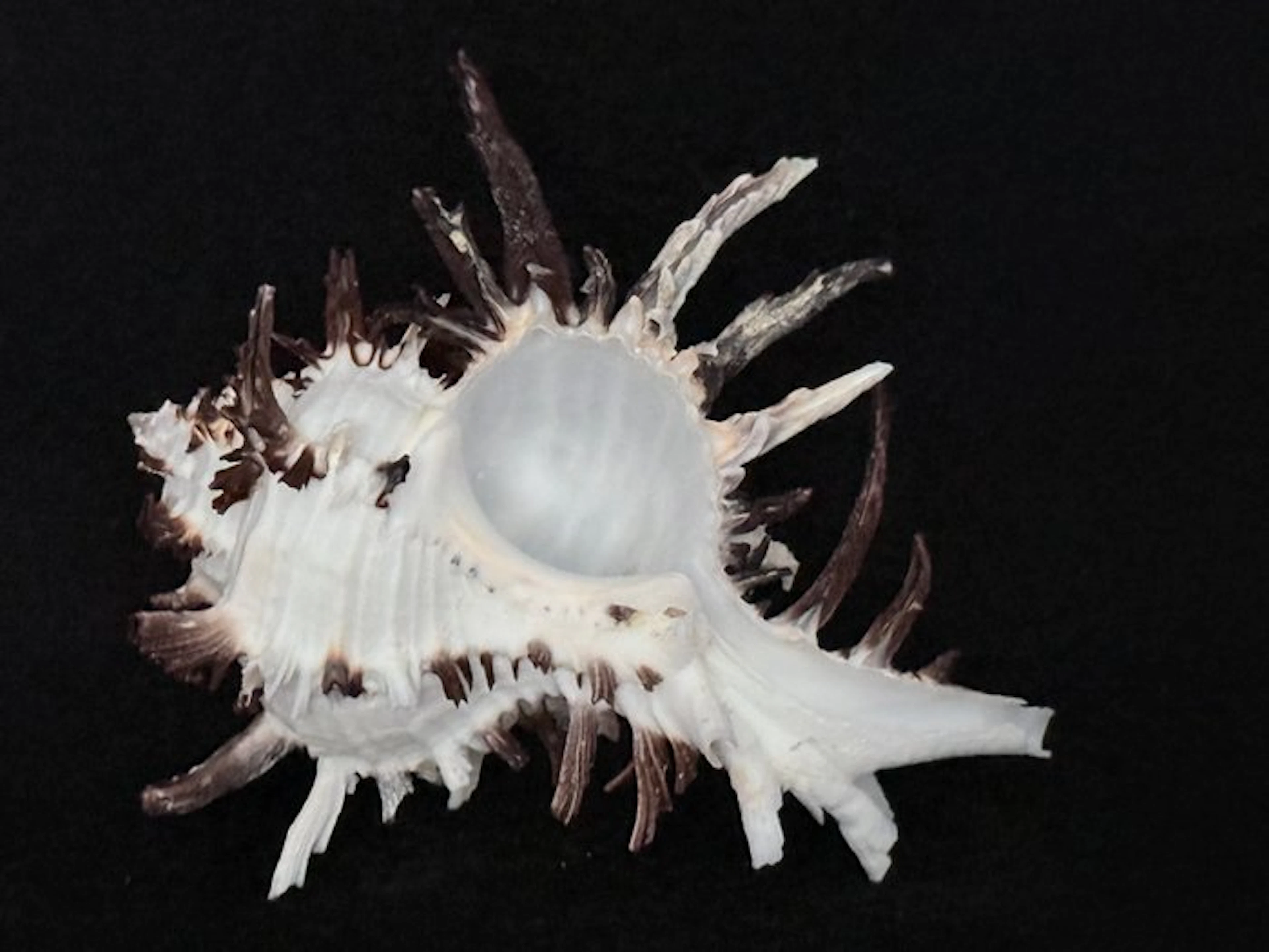 Sea Snail Sea shell - S-651 HEXAPLEX CICHOREUM (No reserve price)