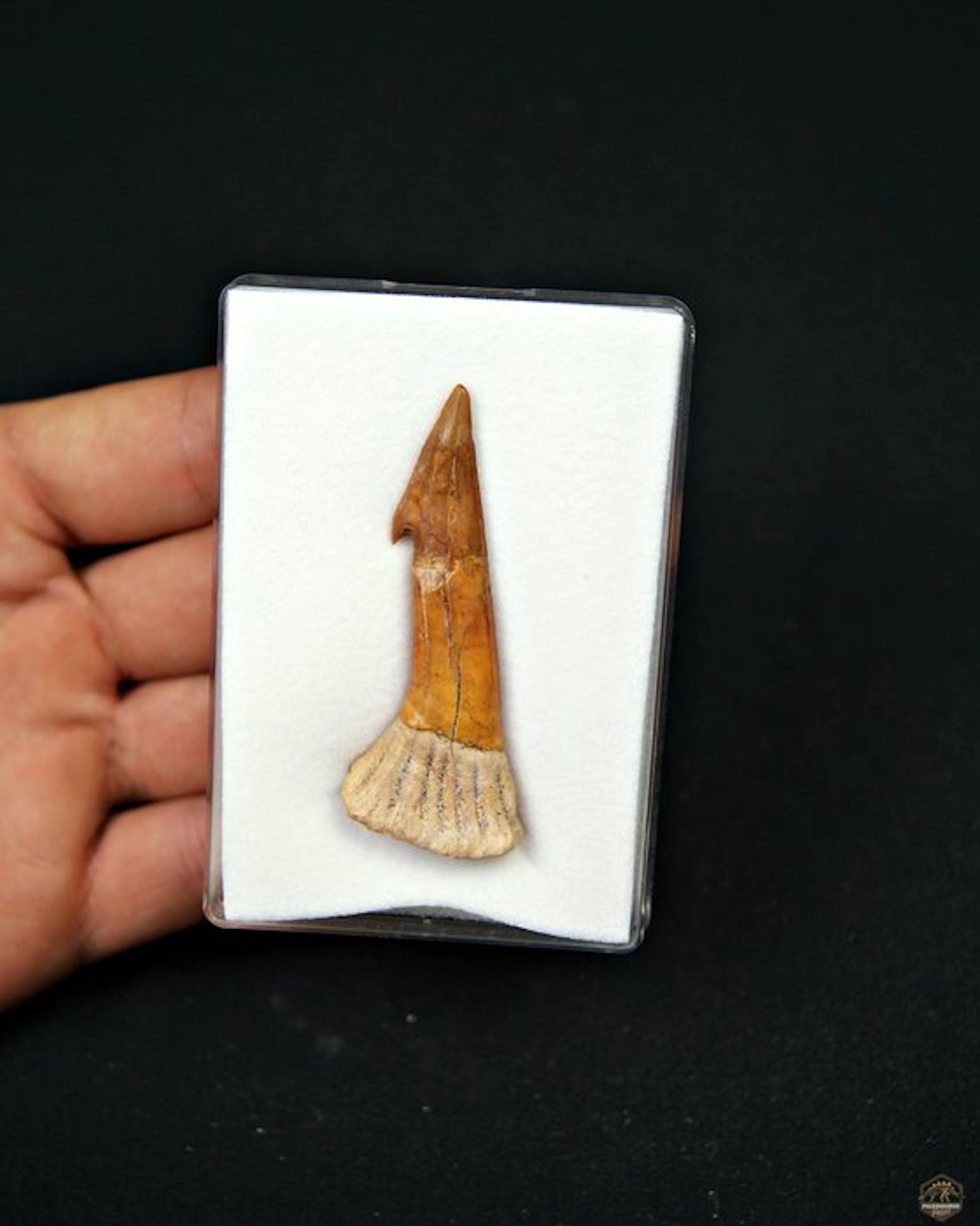 Giant Sierra Shark - Fossil tooth - Onchopristis sp. (No reserve price)