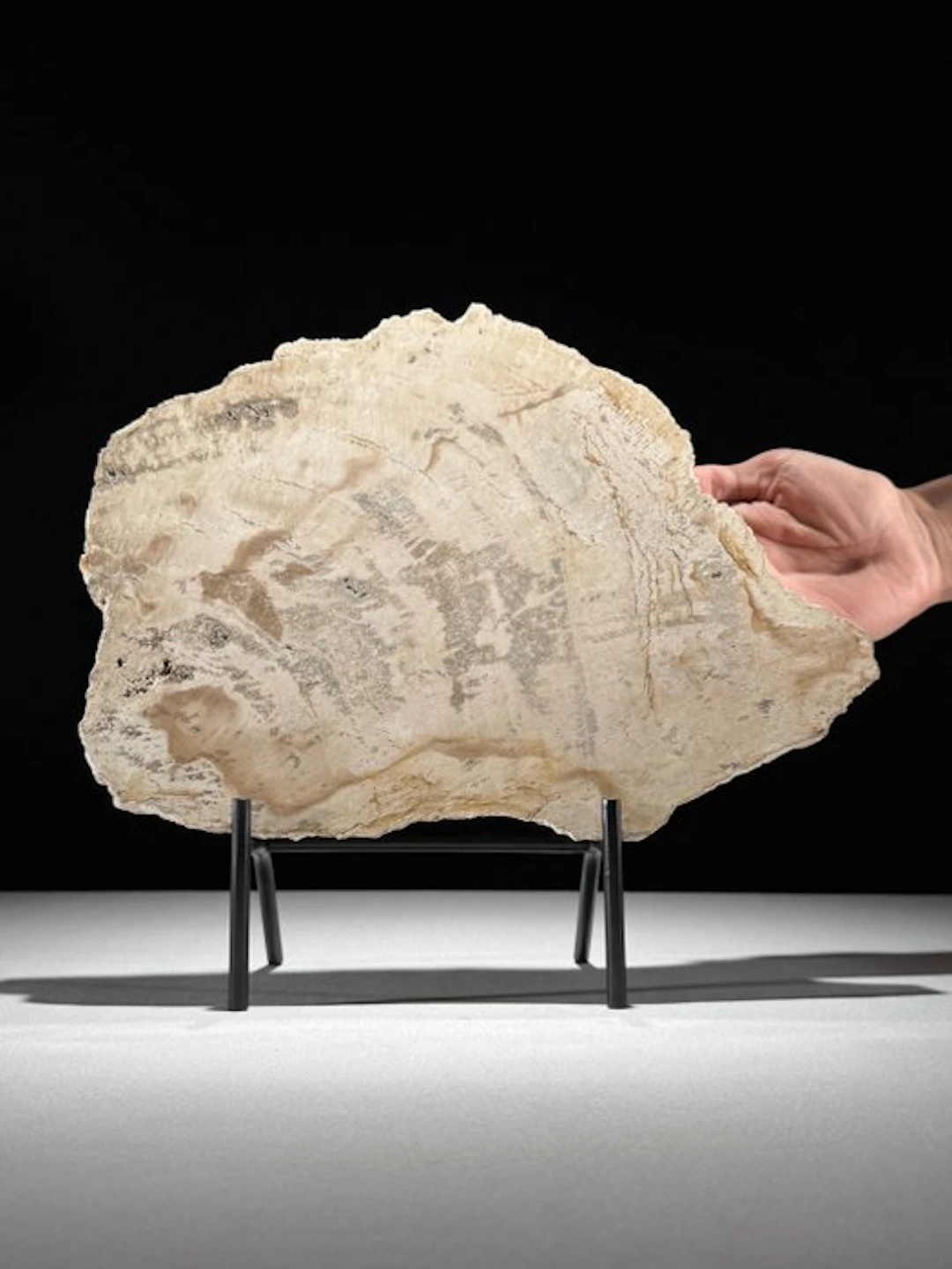 Wonderful Slice of Petrified Wood on a custom stand...