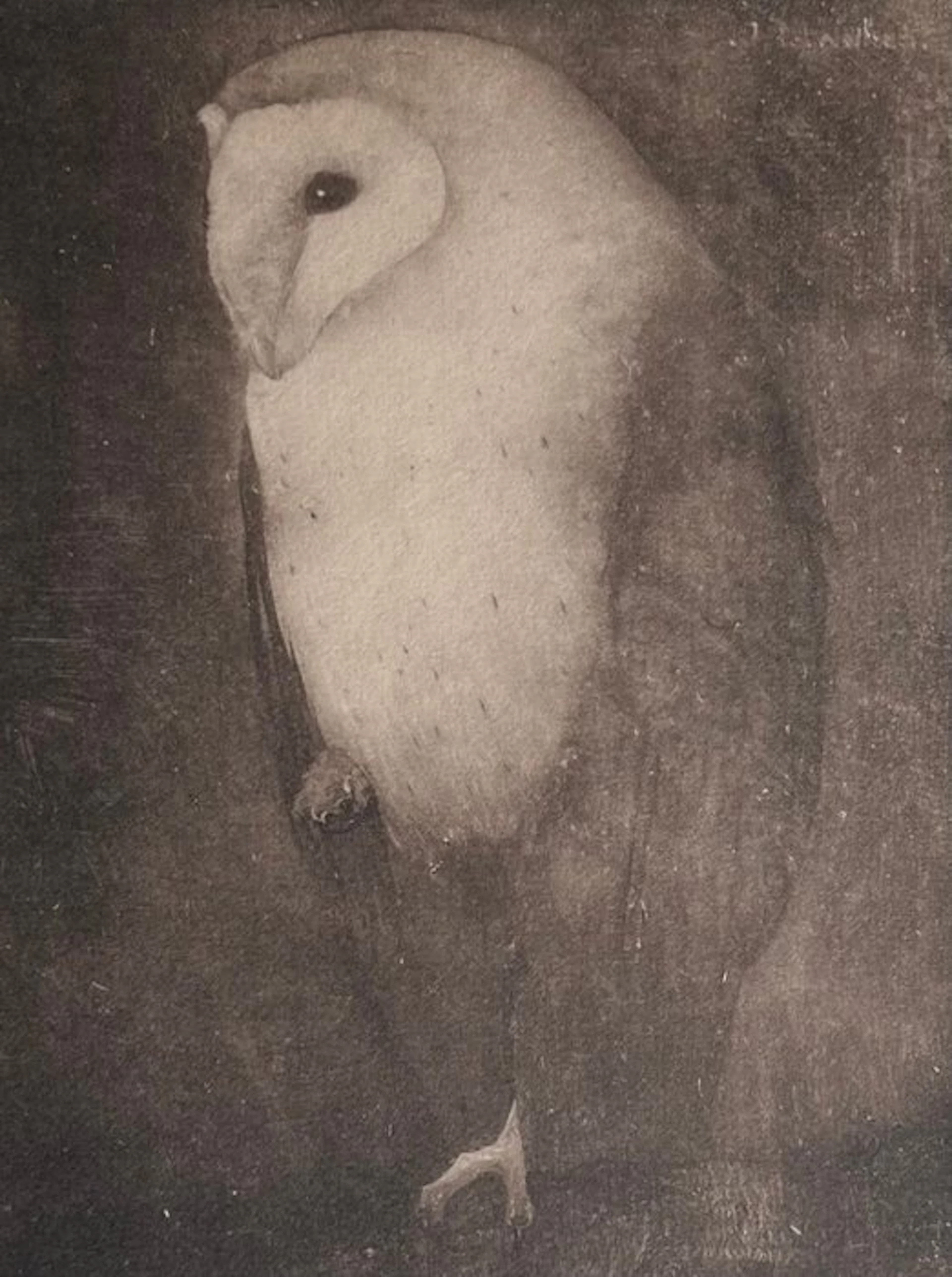 Jan Mankes (1889-1920) - Uil op boomtak