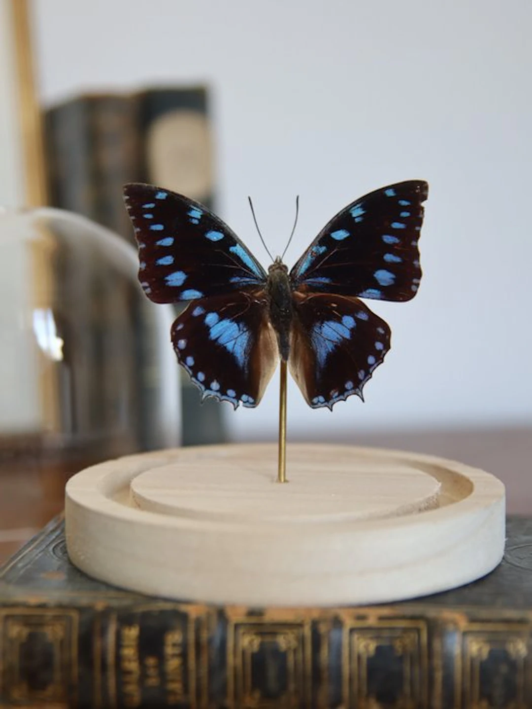Butterfly Taxidermy full body mount - Charaxes amelia...