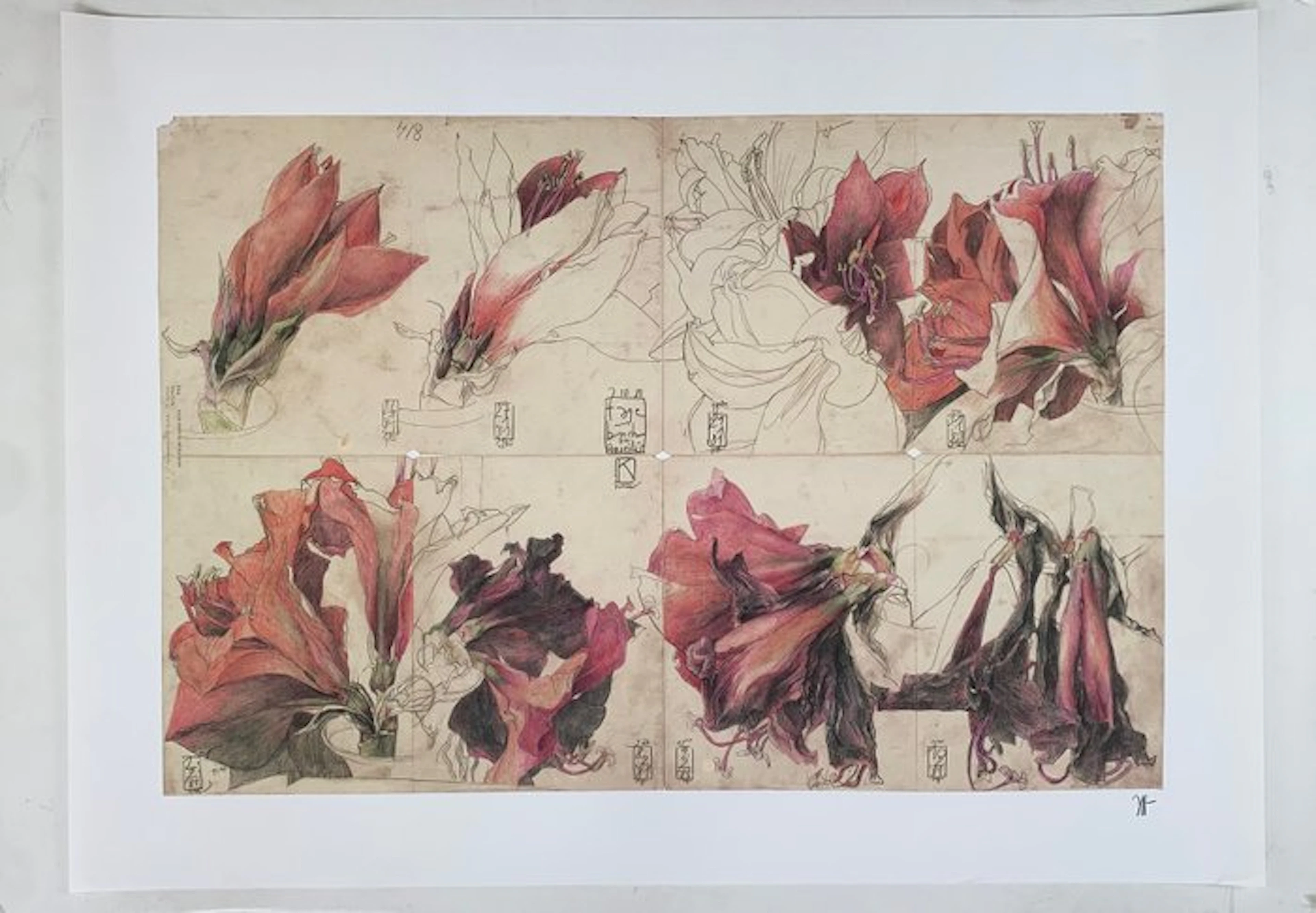 Horst Janssen (1929-1995) (after) - Tagebuch einer Amaryllis