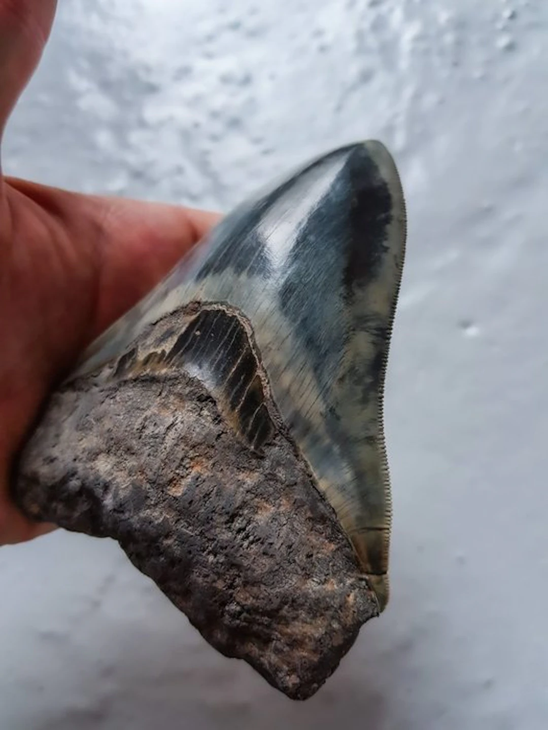 Megalodon - Fossil tooth - 12.2 cm - 9.3 cm