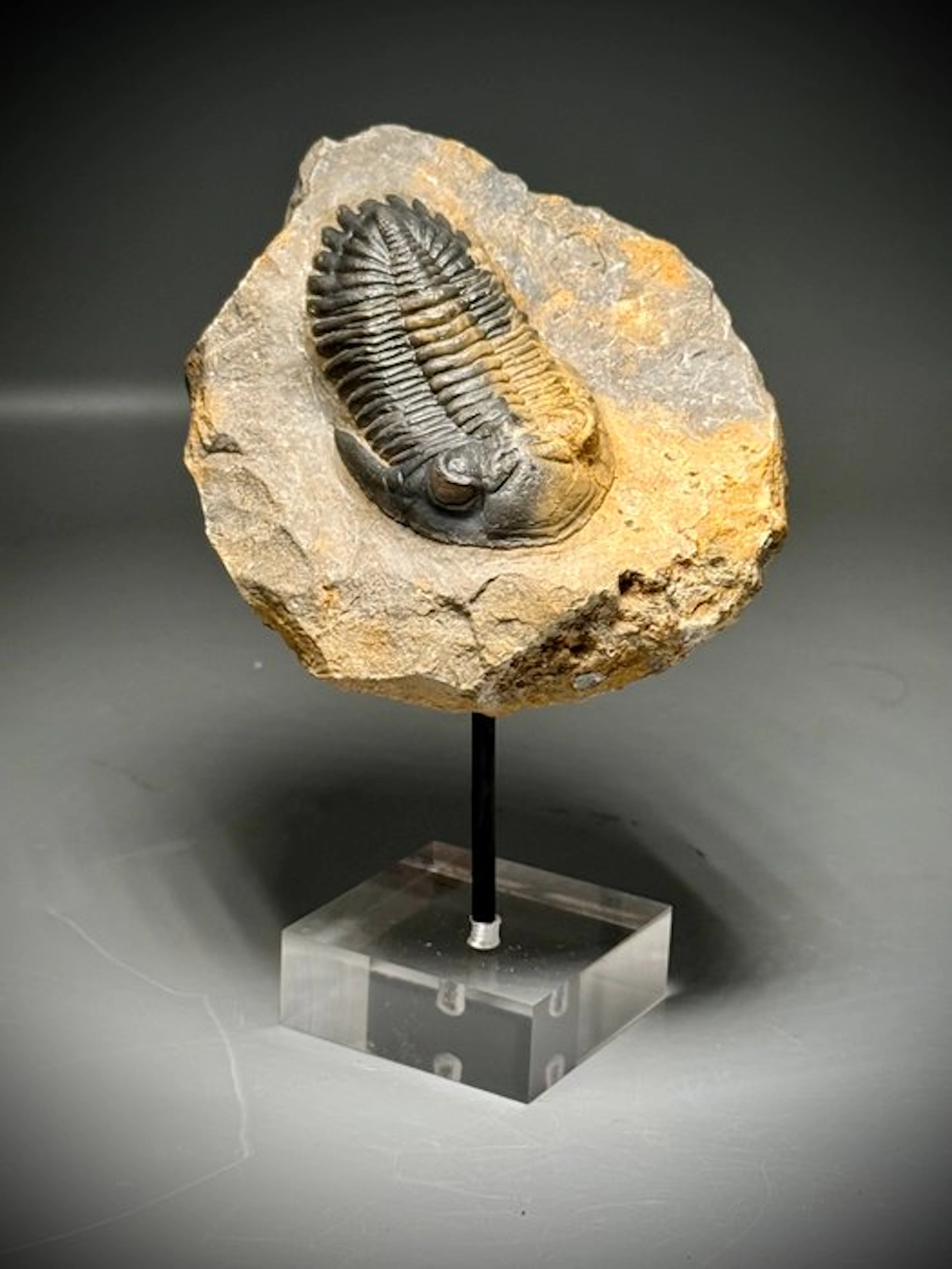 Trilobite - Fossil carapace - Metacanthina issoumourensis - Nice display
