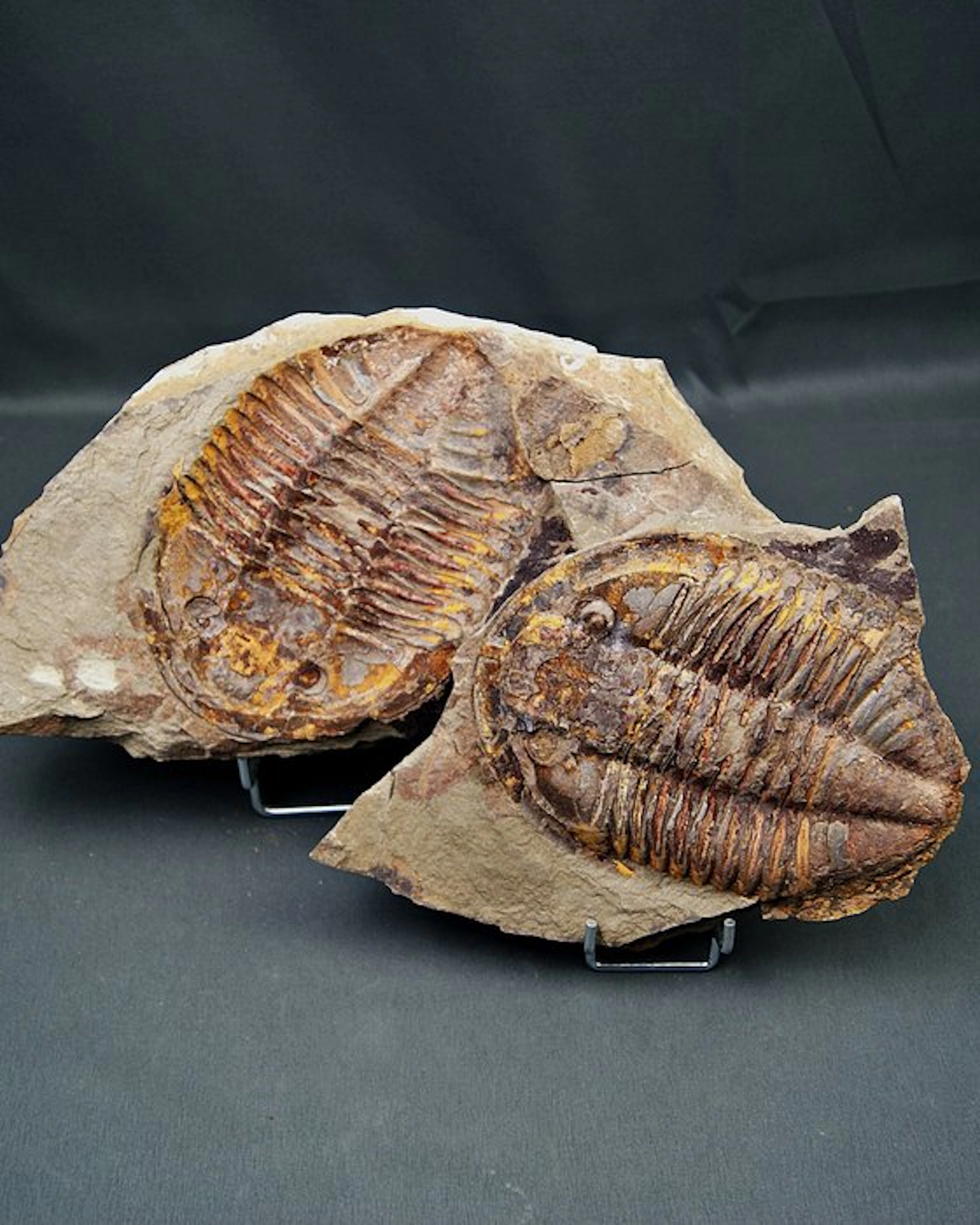 Trilobite - Fossilised animal - Enorme trilobite Asaphus con positivo