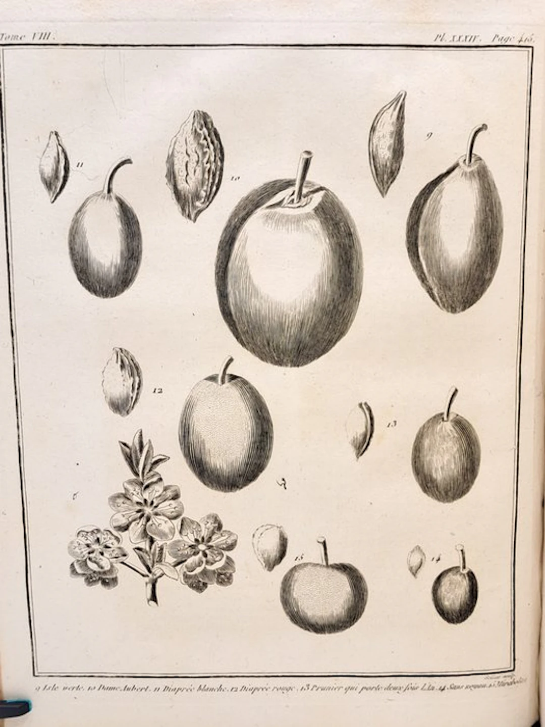 François Rozier - [Tome VIII] - Cours complet d'agriculture - 1789