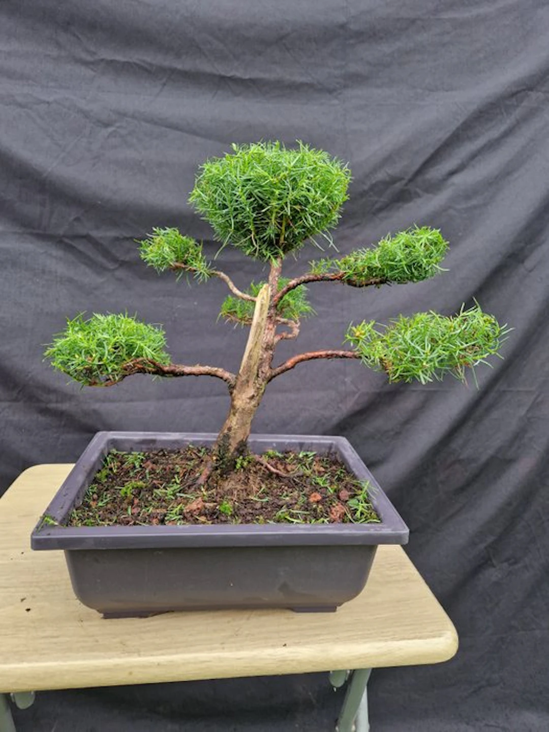 Japanese cedar - Height (Tree): 31 cm - Depth (Tree): 40 cm - France
