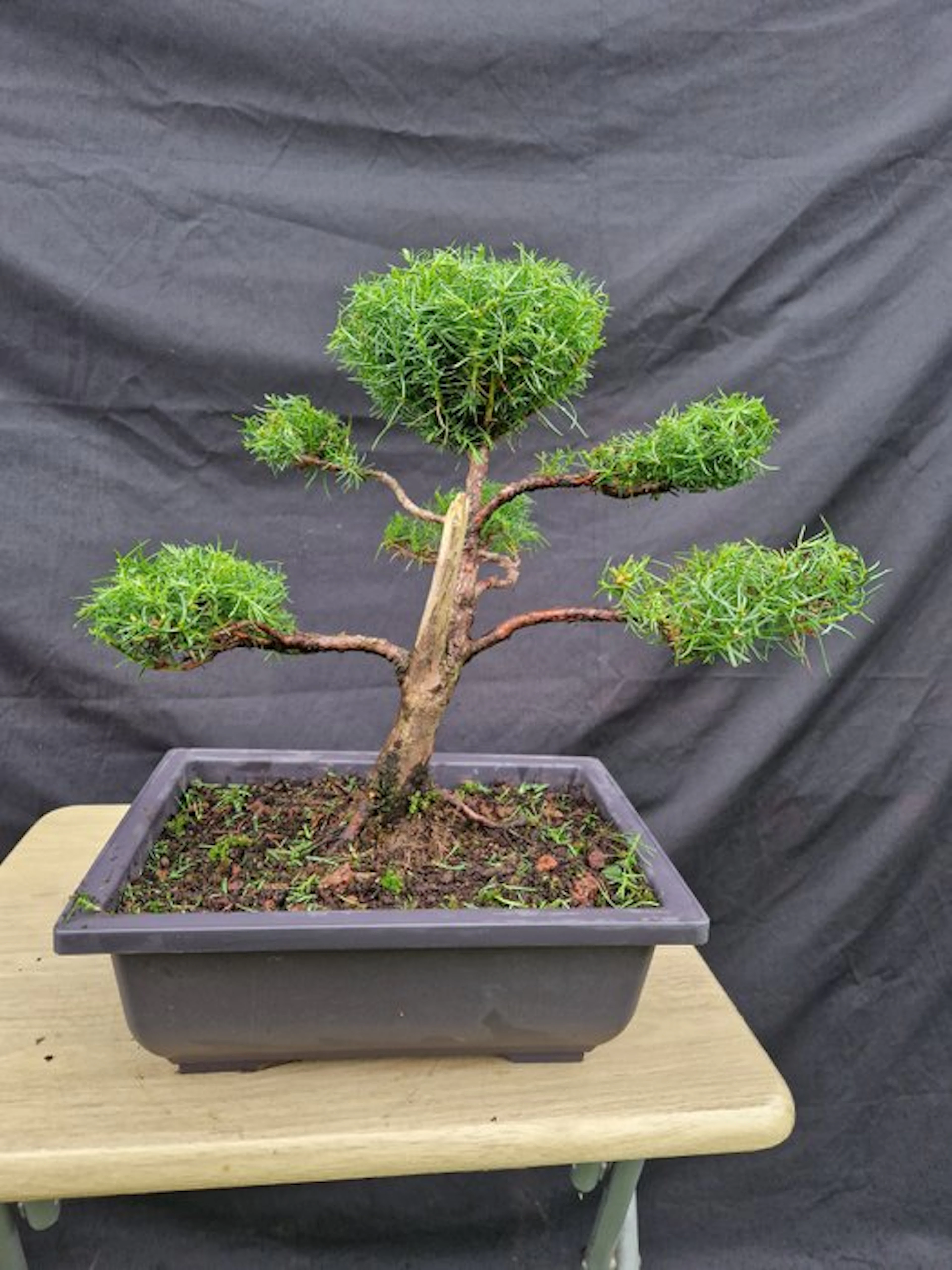 Japanese cedar - Height (Tree): 31 cm - Depth (Tree): 40 cm - France