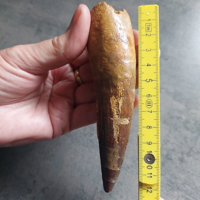 Spinosaur - Fossil tooth - Spinosaurus aegyptiacus - 120 mm - 30 mm
