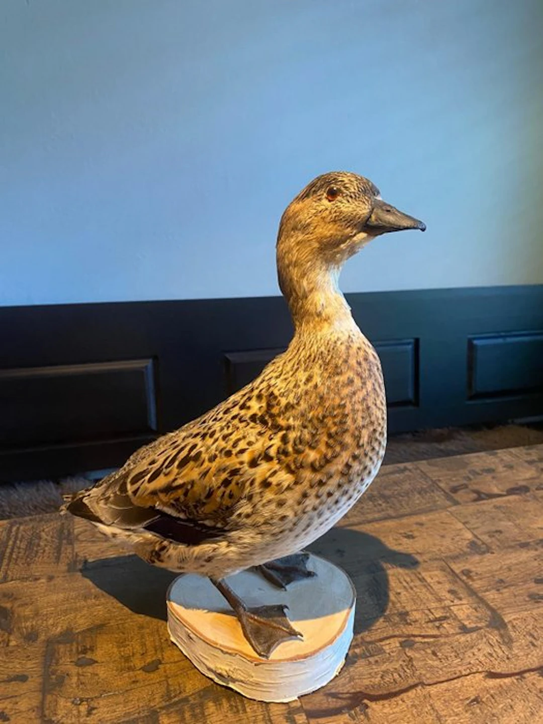 Duck Taxidermy full body mount - Anas acuta - 35 cm - 12...