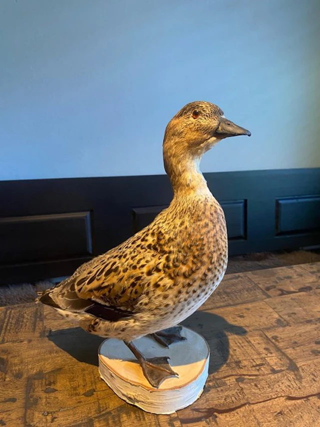 Duck Taxidermy full body mount - Anas acuta - 35 cm - 12...
