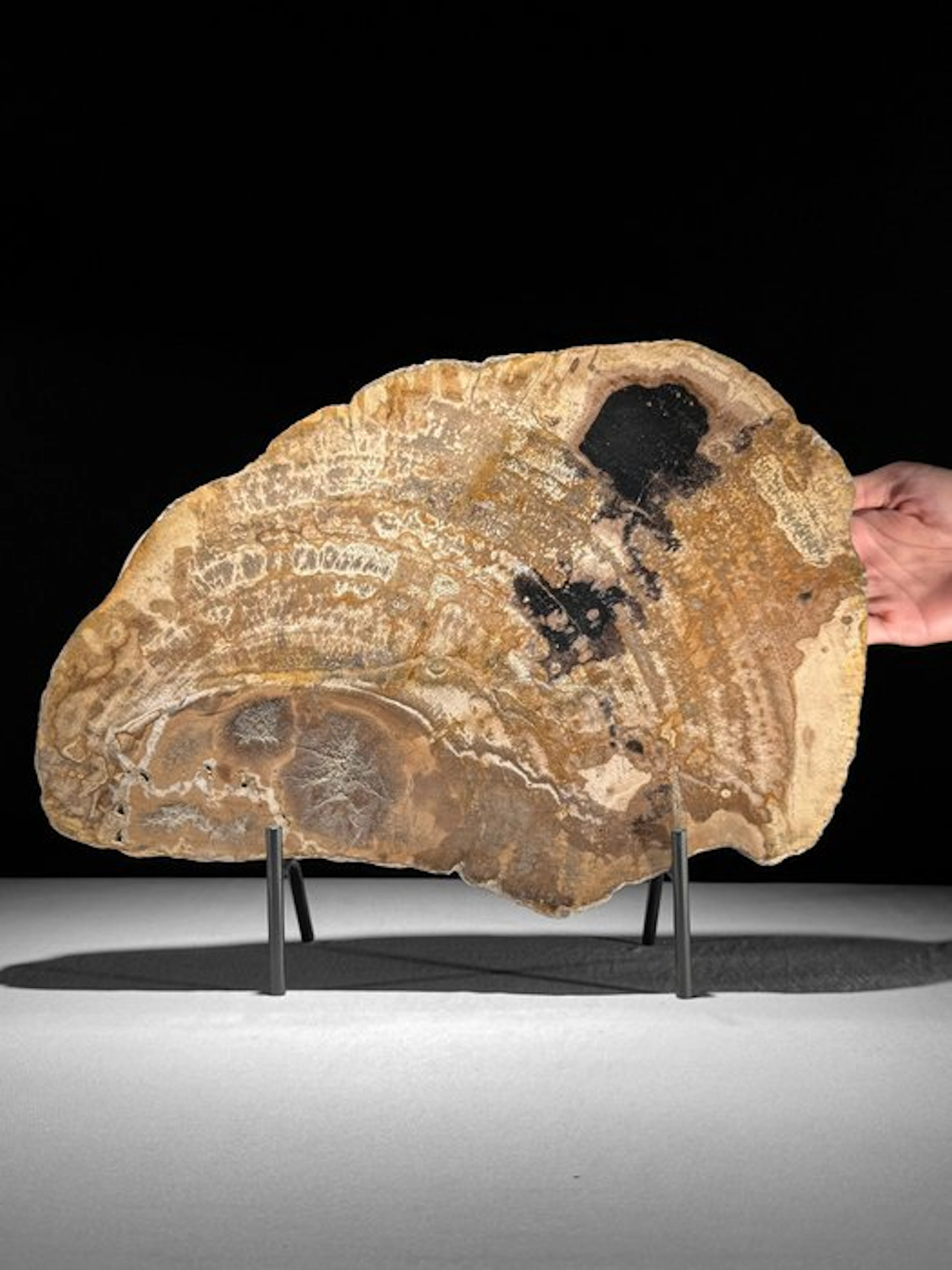 C - Beautiful Large Slice of Petrified Wood on a custom...