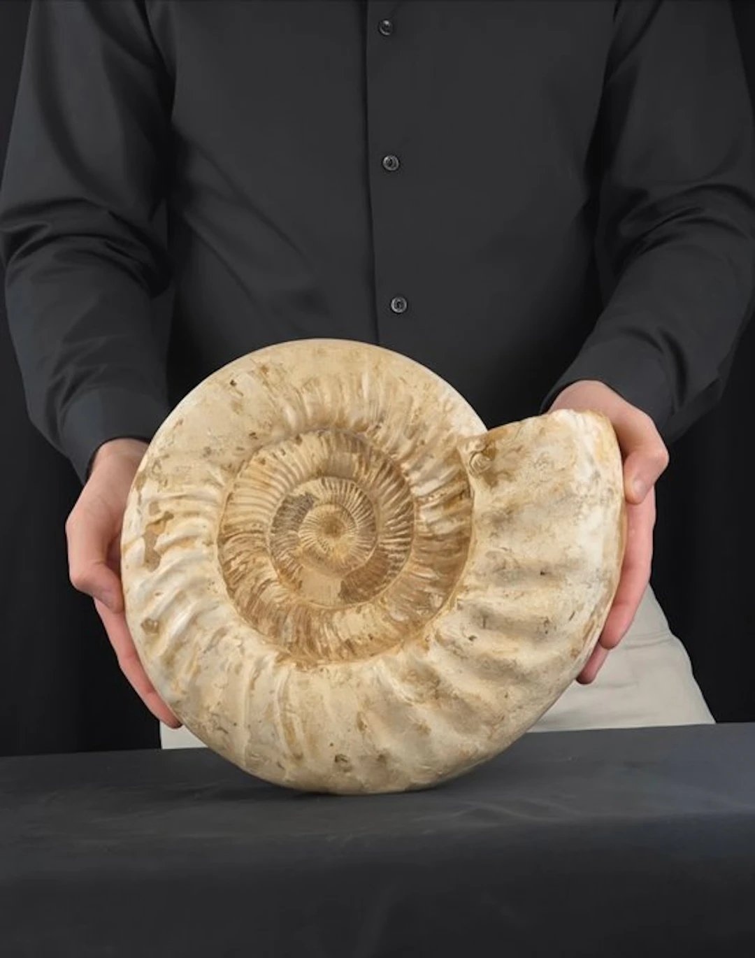 Large Ammonite - 8,53 kg - Fossilised animal - Perisphinctid - 25 cm - 28 cm