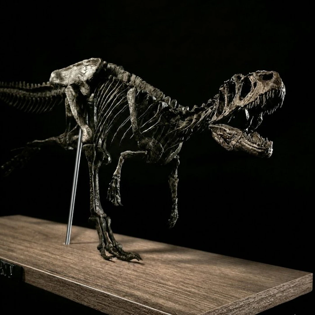 Allosaur - Fossil skeleton - Allosaurus-run replica 85 cm