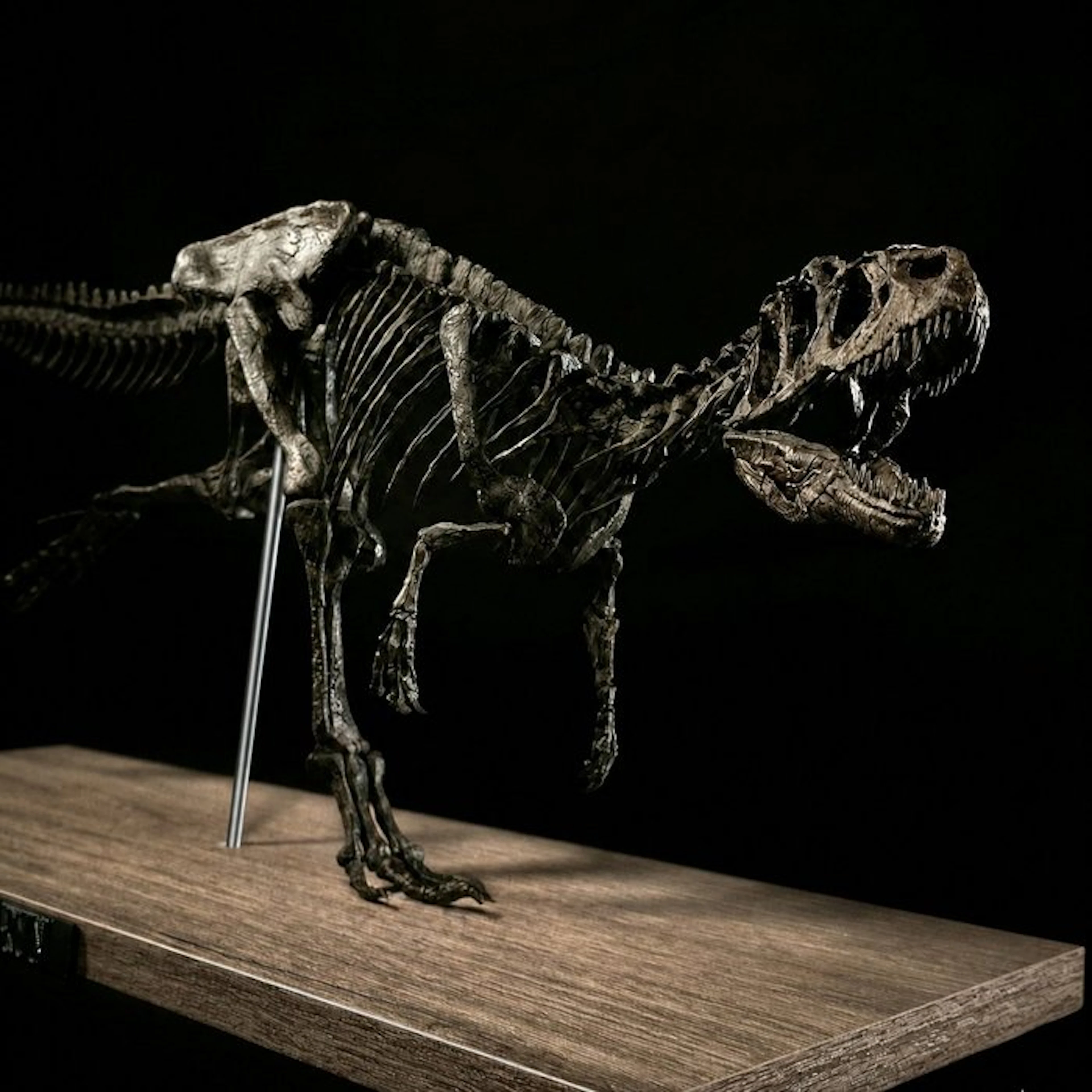 Allosaur - Fossil skeleton - Allosaurus-run replica 85 cm