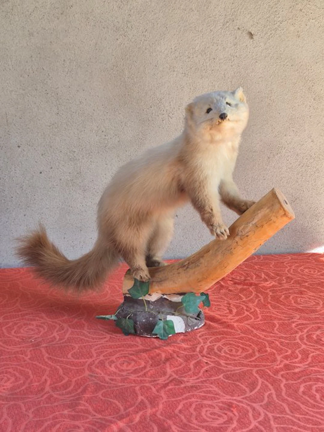 Black-footed marten Taxidermy wall mount - Martes...