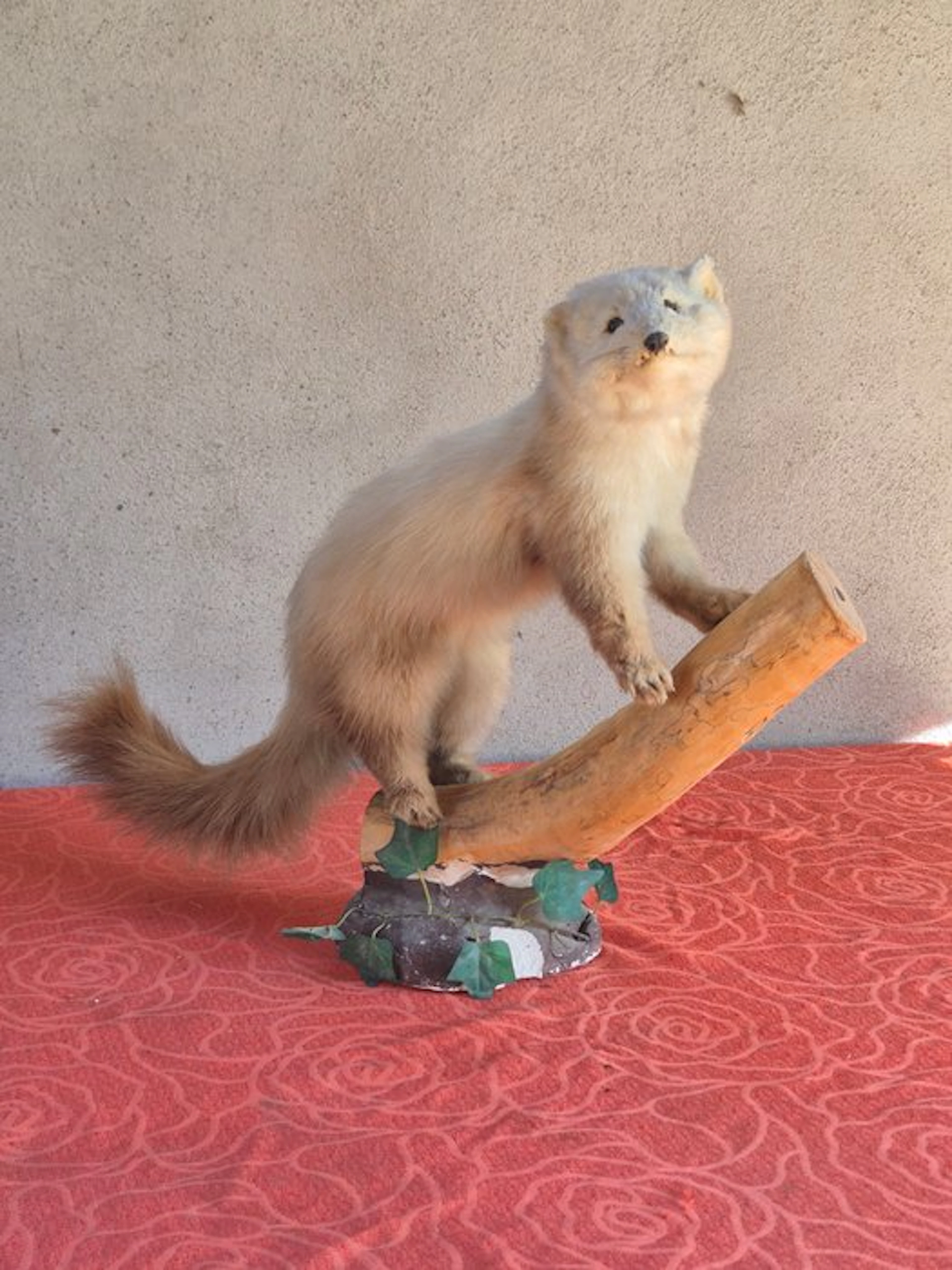 Black-footed marten Taxidermy wall mount - Martes...