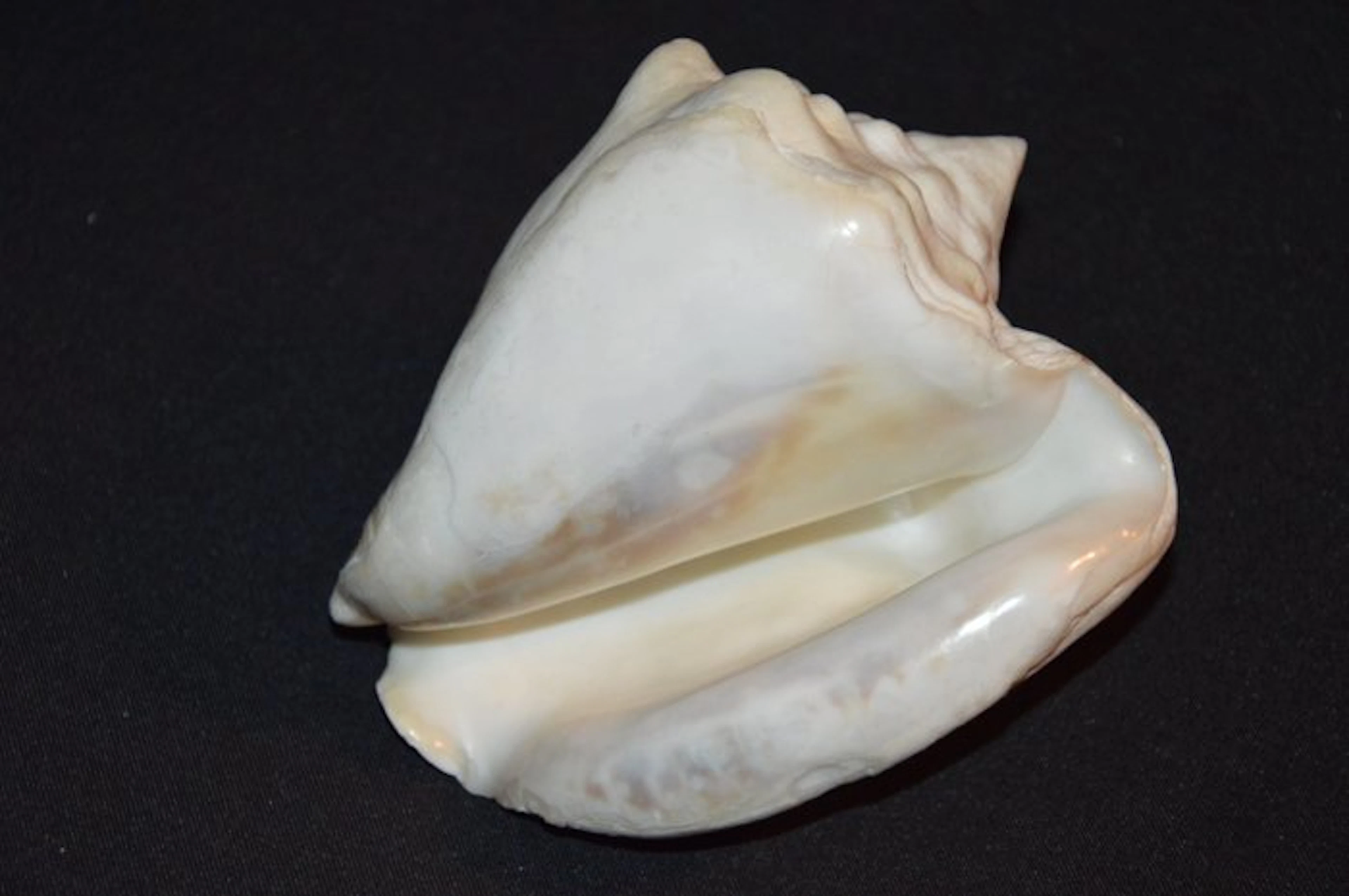 Sea Snail Sea shell - S-653 STROMBUS COSTATUS (No reserve price)