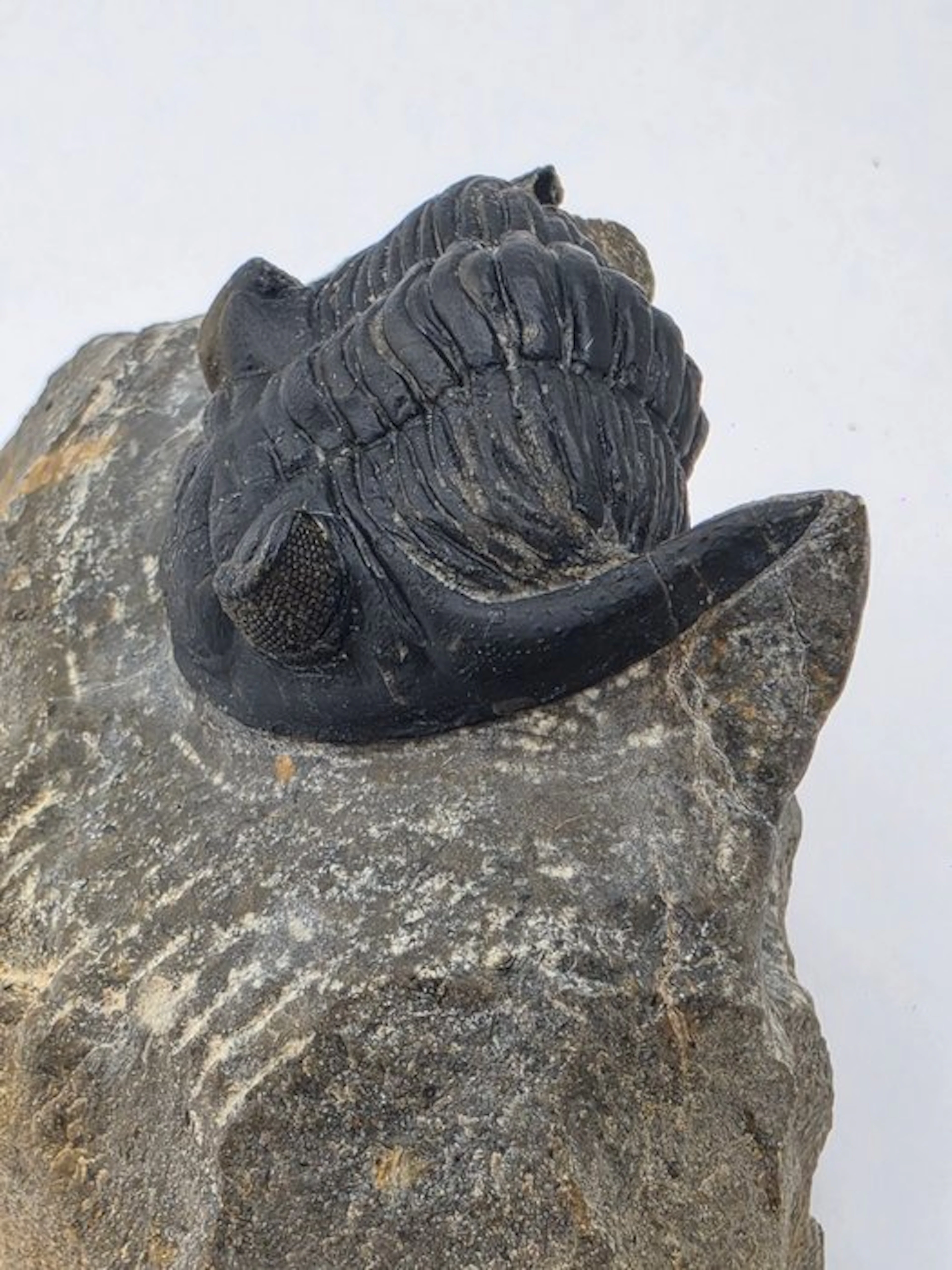 Trilobite - Fossilised animal - Hollardops mesocristata...