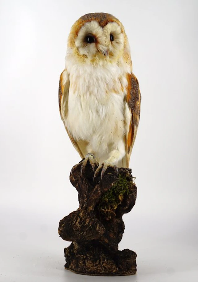 Barn Owl Taxidermy full body mount - Tyto alba - with EU...
