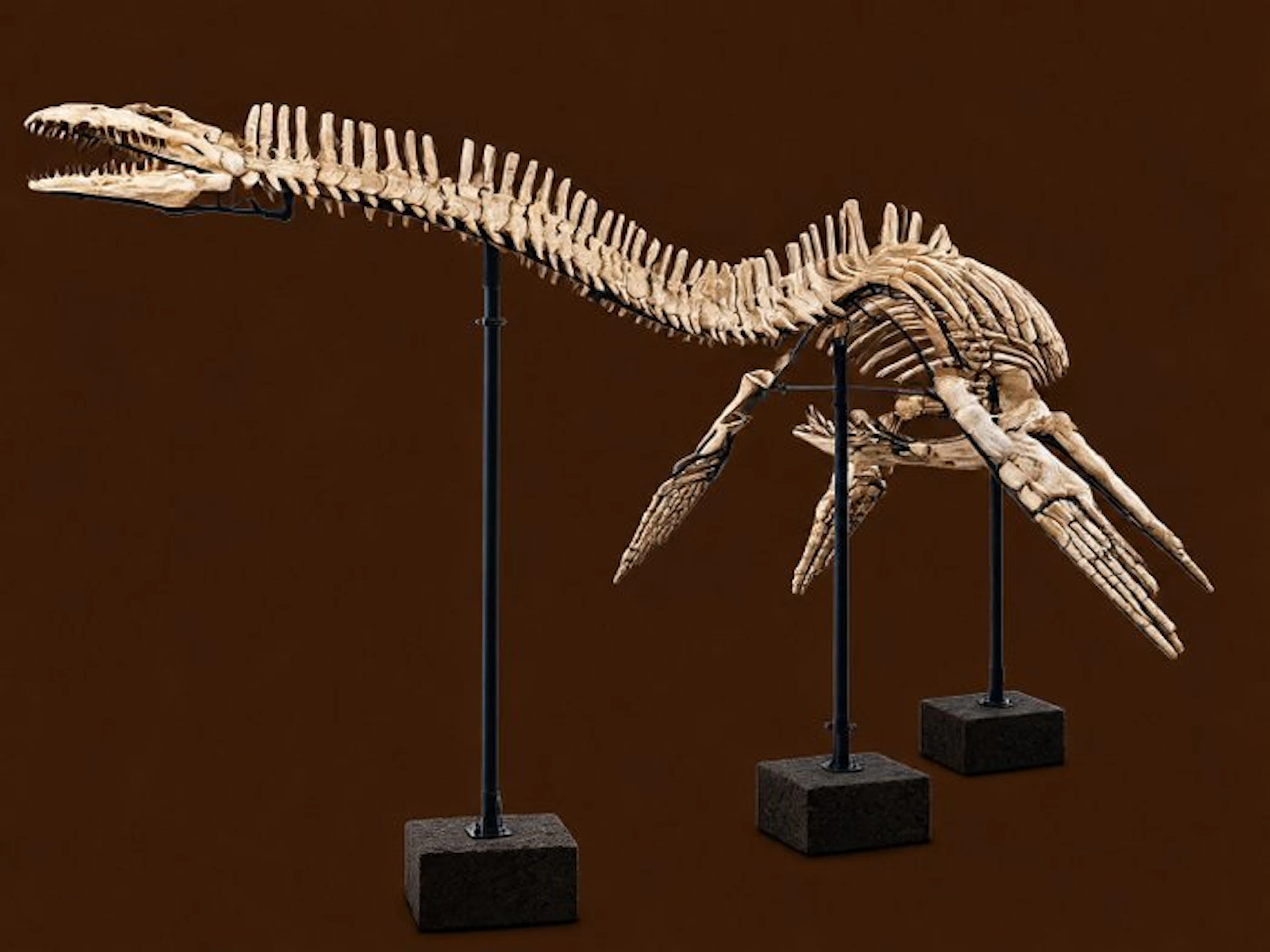 Plesiosaur - Fossil skeleton - 540 cm - 180 cm