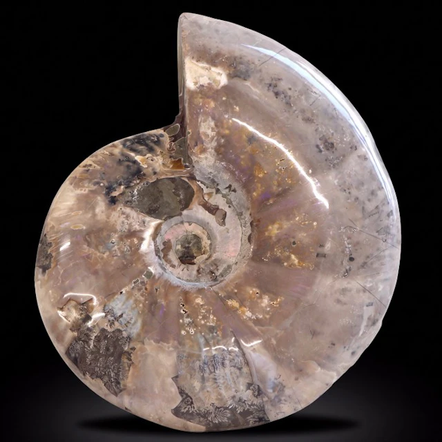 Rare! - XXL Rainbow Ammonite - Geode - 28x23x6 cm- 4.4 kg