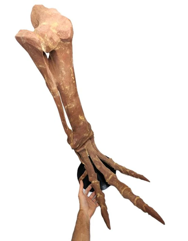 Museum-Grade REPLICA - Fossil skeleton - Foot of...