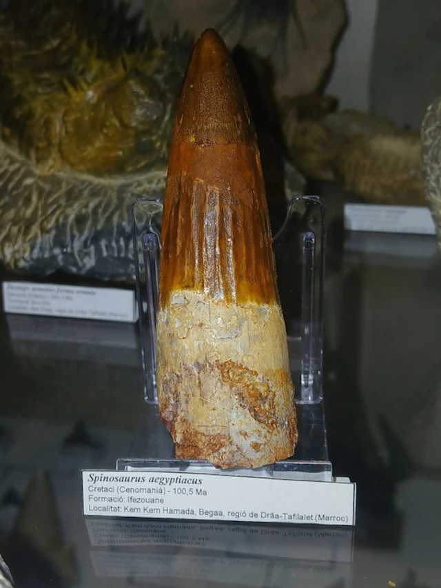 Spinosaur - Fossil tooth - Spinosaurus aegyptiacus - 8.43...