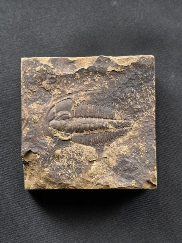 Trilobite - Fossilised animal - Redlichiida (No reserve price)