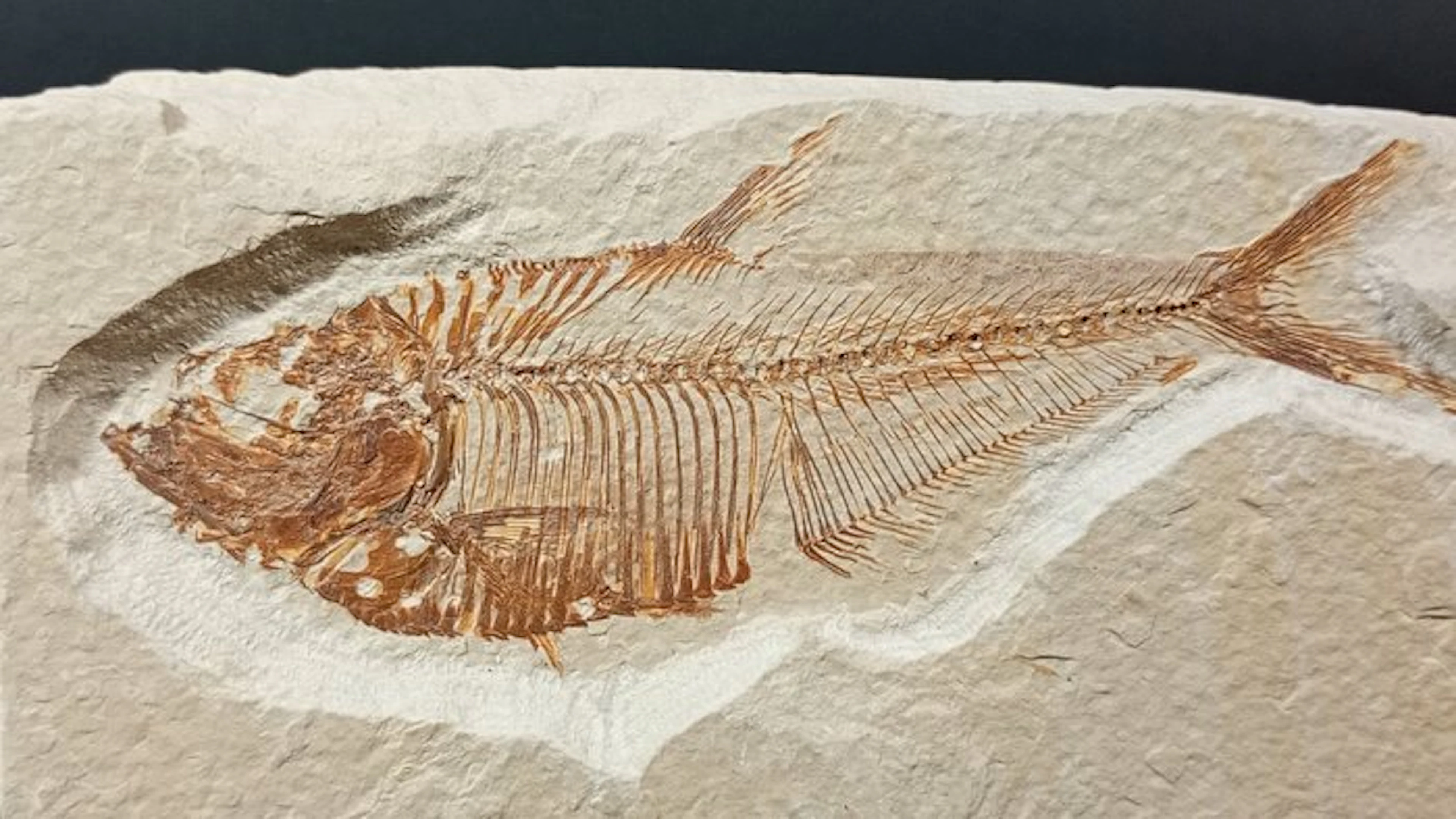 Fossil Fish - Fossil plate matrix - Diplomystus Dentatus - 8 cm - 12.9 cm