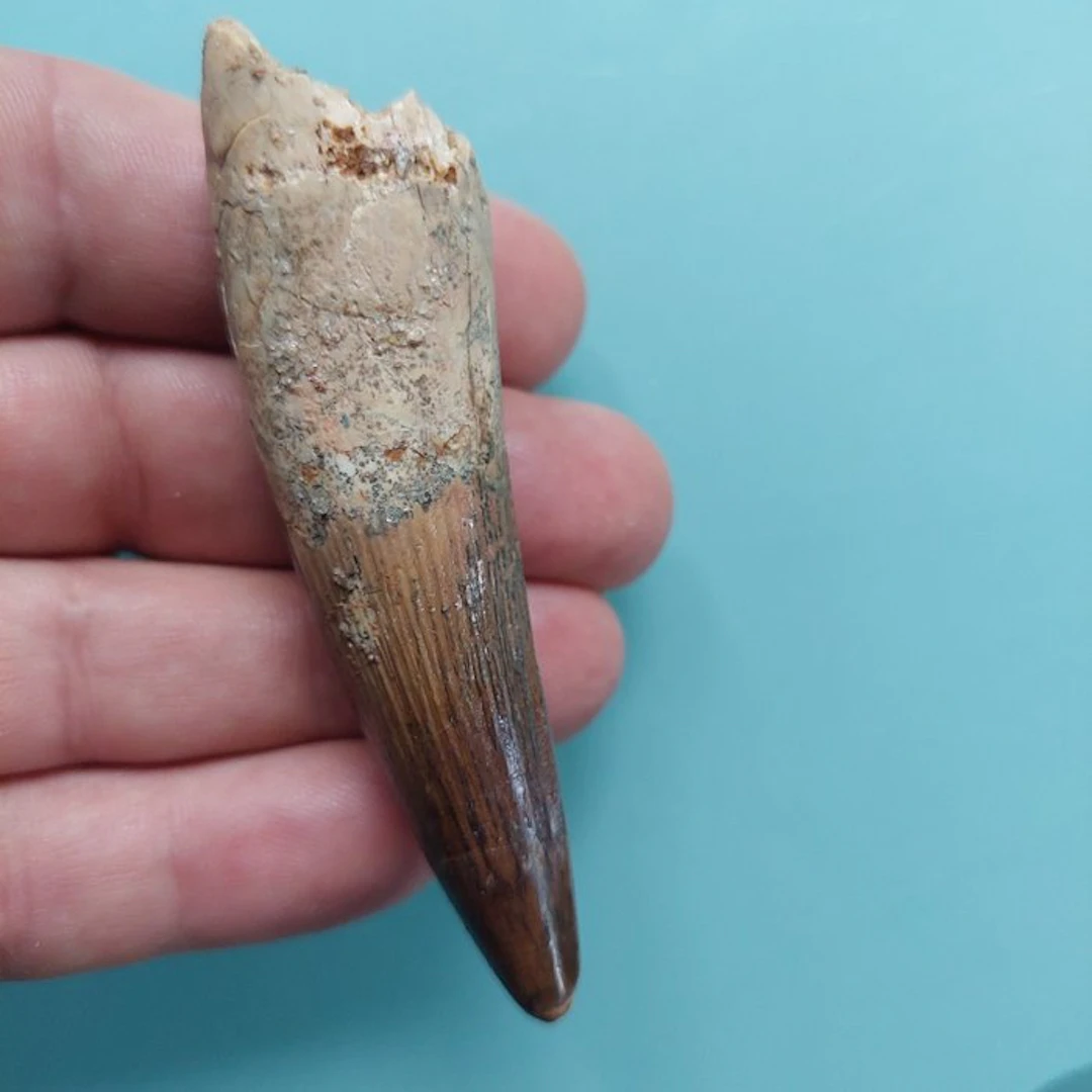Spinosaur - Fossil tooth - 82 mm - 25 mm