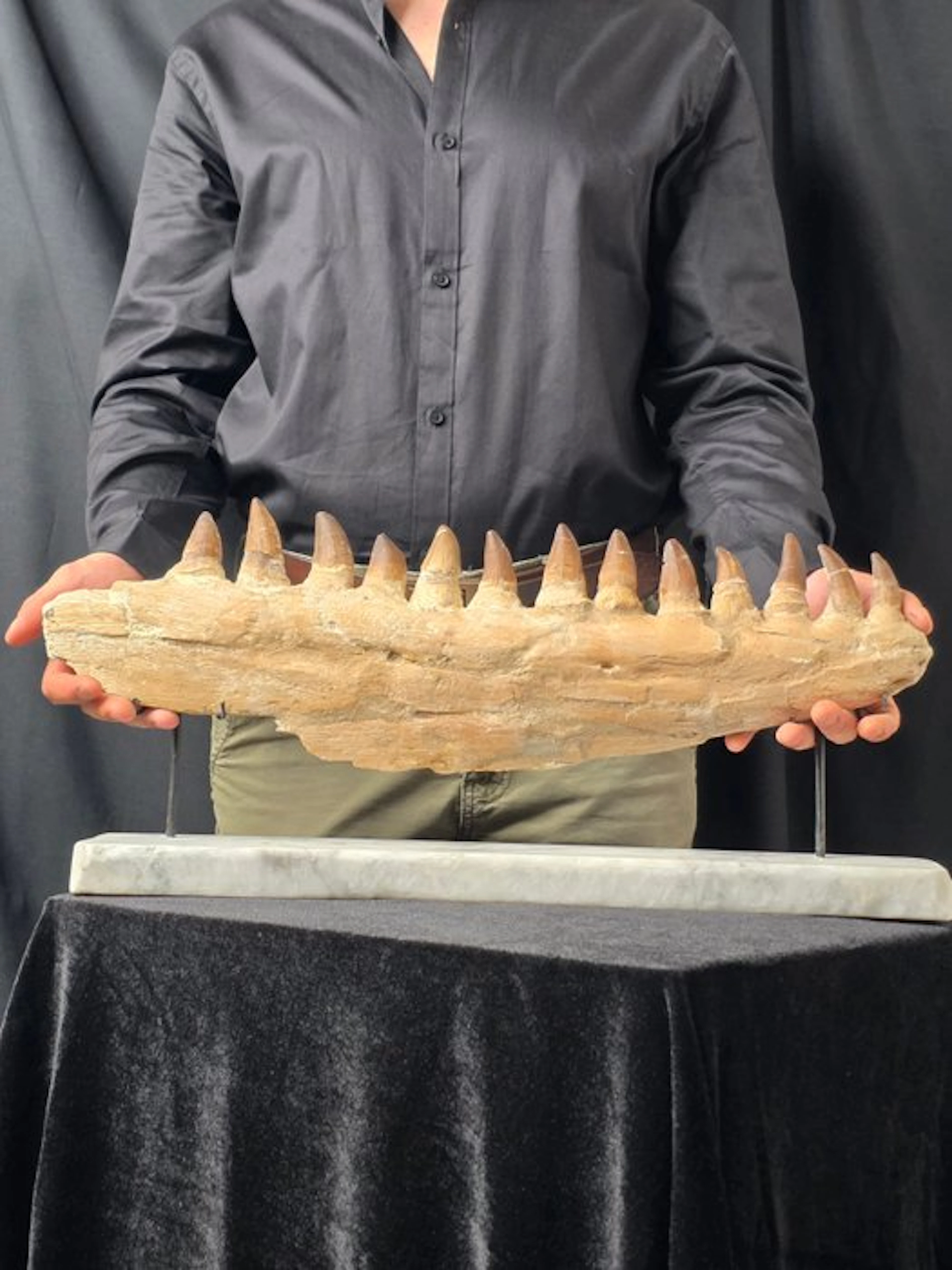 Mosasaur - Fossil tooth - Mosasaur jaw from Morocco with...