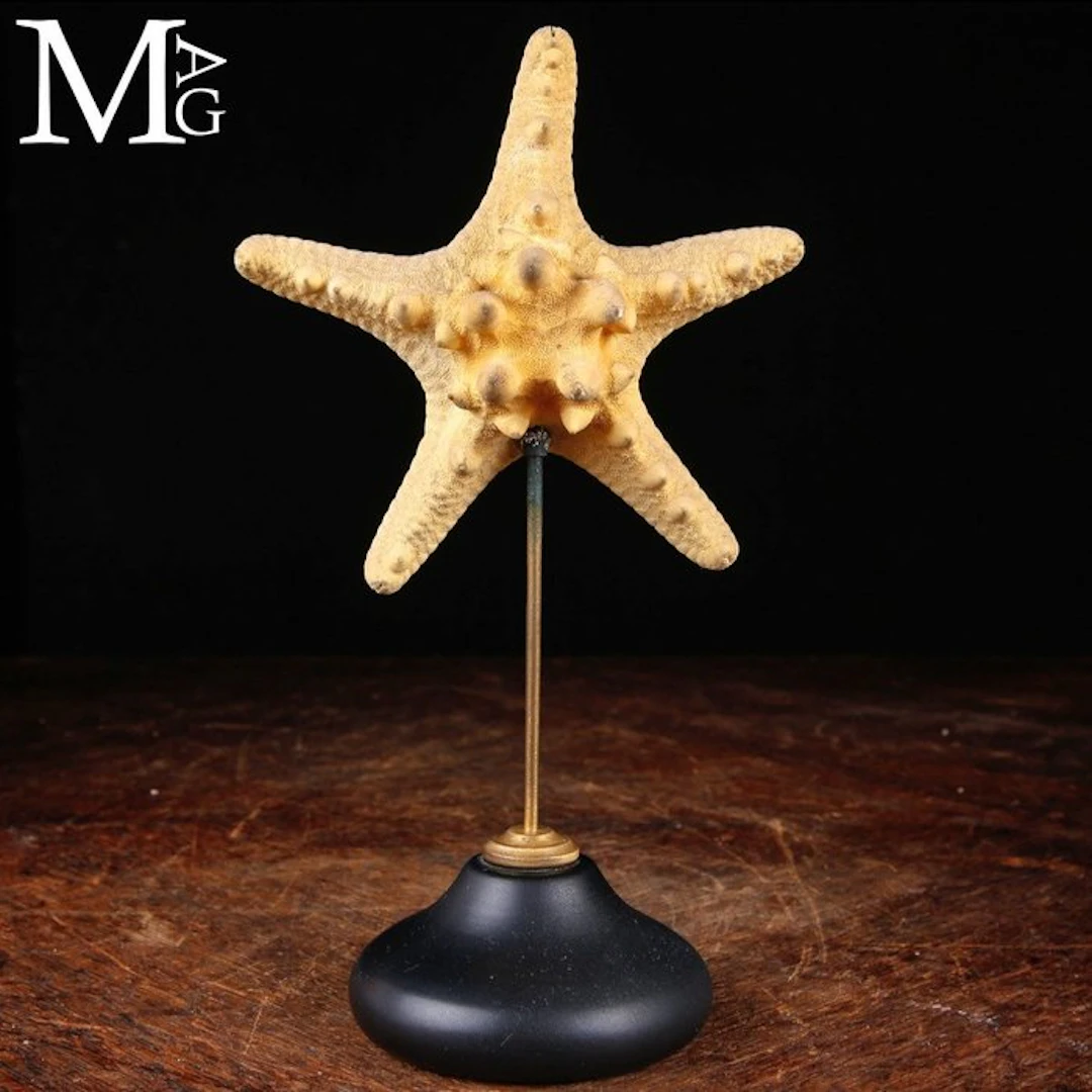Marine Curiosity - Starfish on Custom Base - Armored...