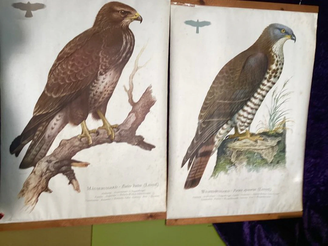 Kronen Verlag - Cramer's Natural History Instructional...