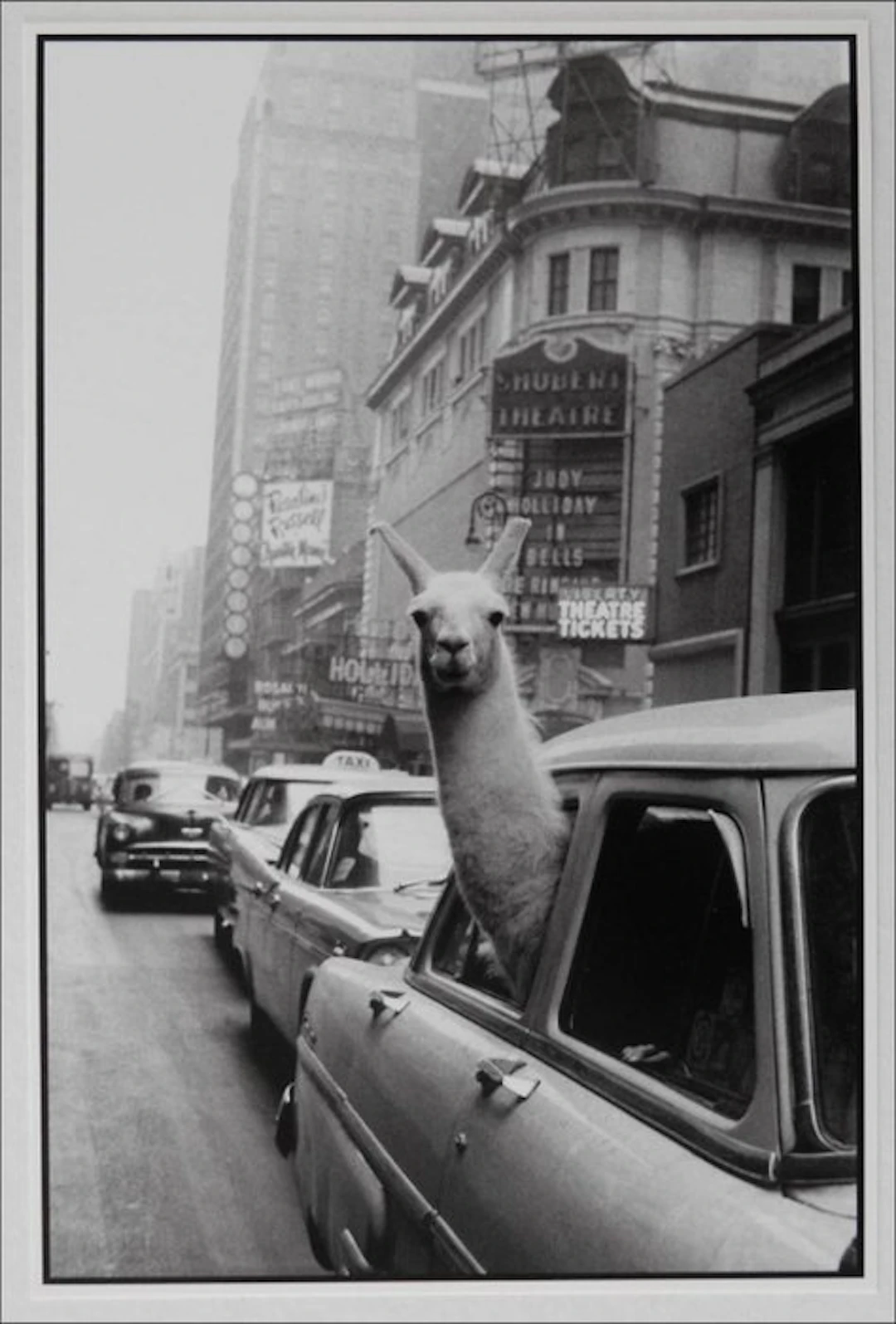 Inge Morath - A Llama in Times Square