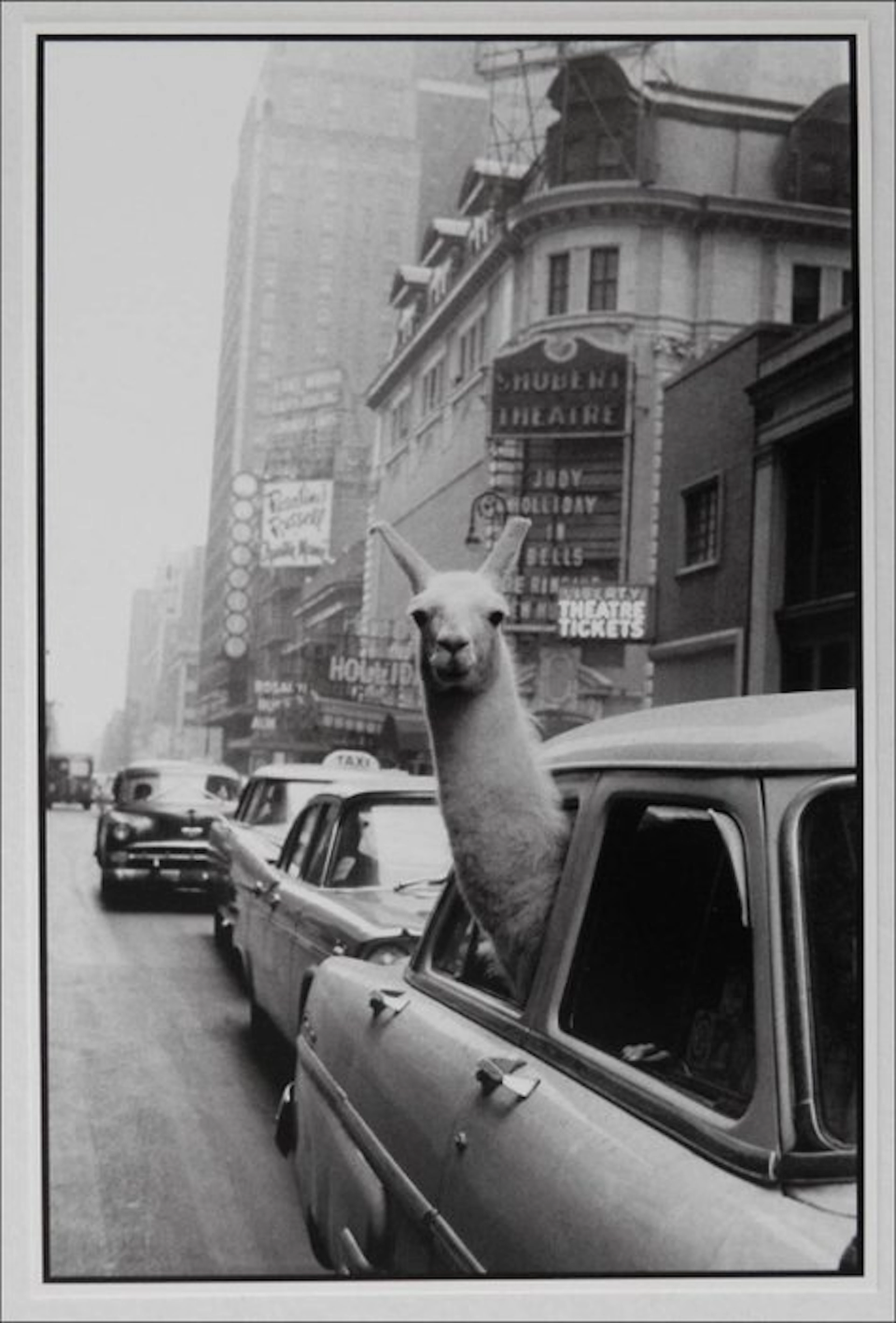 Inge Morath - A Llama in Times Square