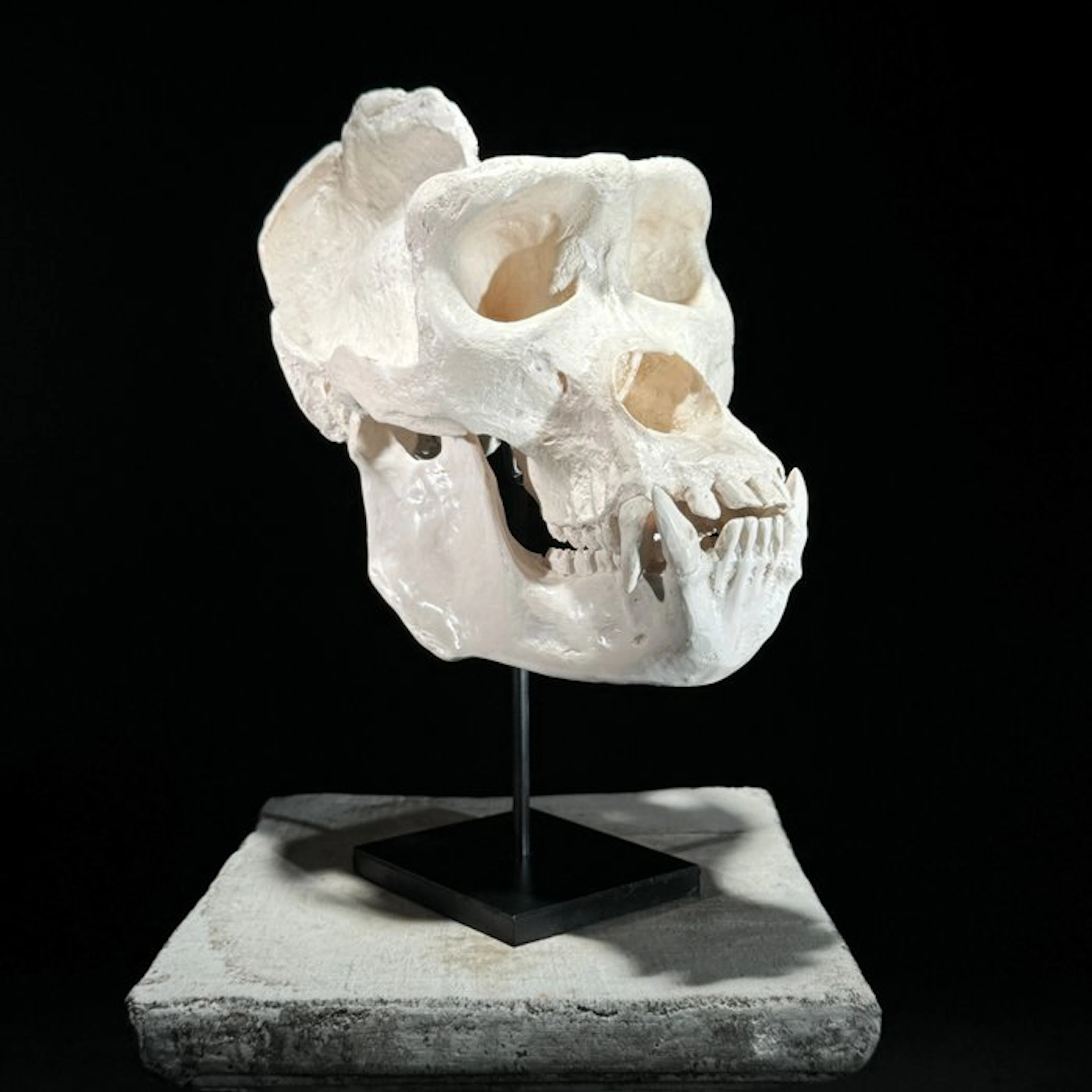 NO RESERVE PRICE- A Replica of Gorilla Skull on a custom...