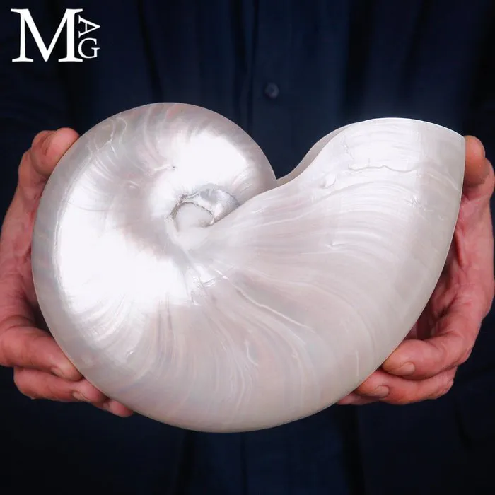 Nautilus Pompilius Extra - Polished Mother of Pearl Shell...