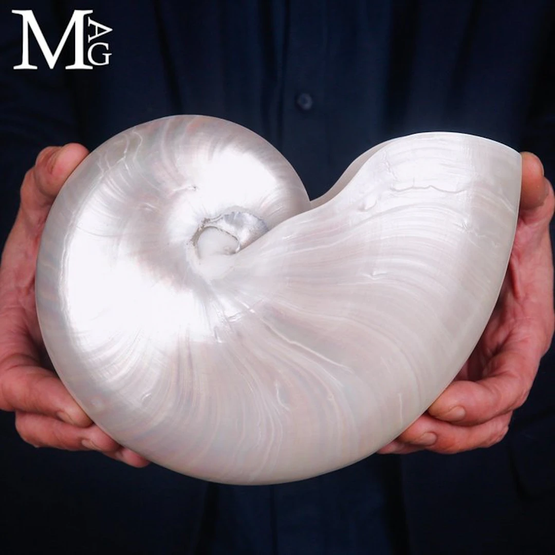 Nautilus Pompilius Extra - Polished Mother of Pearl Shell...