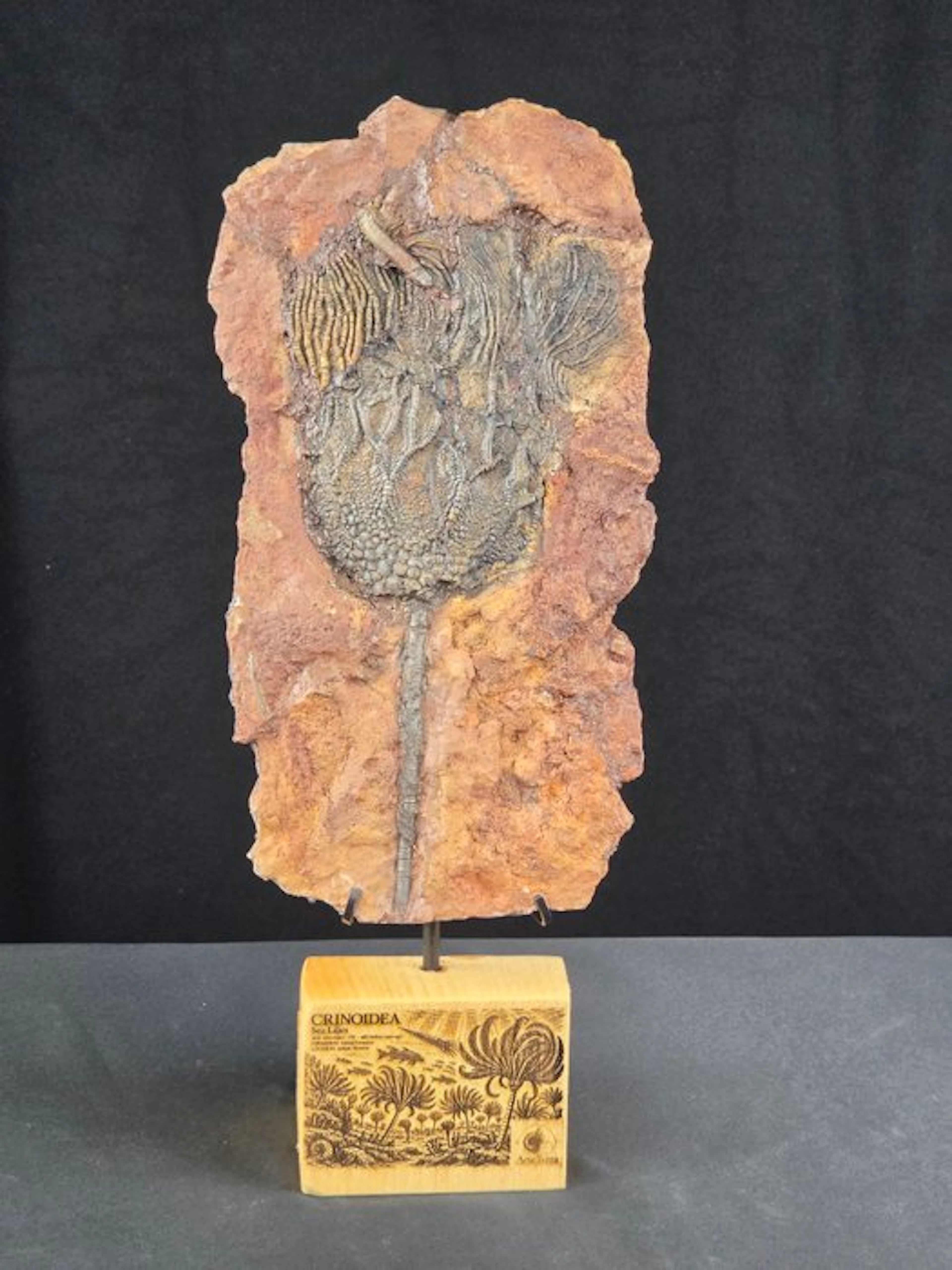 Crinoid - Fossilised animal - 27 cm - 14 cm