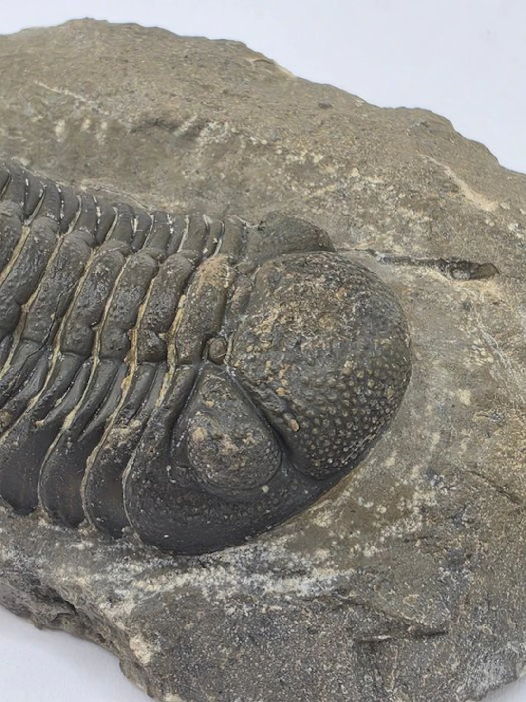 Trilobite - Fossilised animal - Phacops - 9 cm (No reserve price)