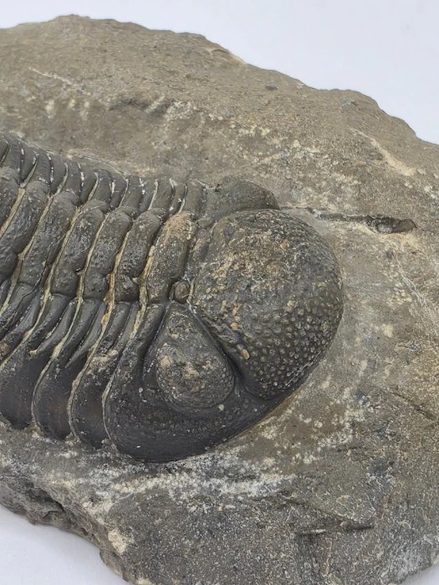 Trilobite - Fossilised animal - Phacops - 9 cm (No reserve price)