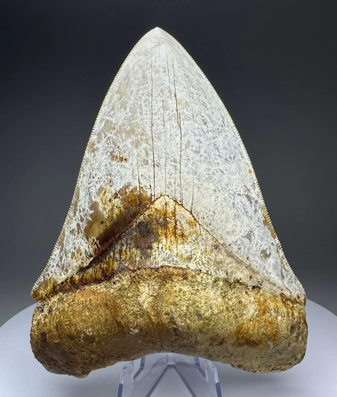Megalodon - Fossil tooth - 13.5 cm - 10.5 cm