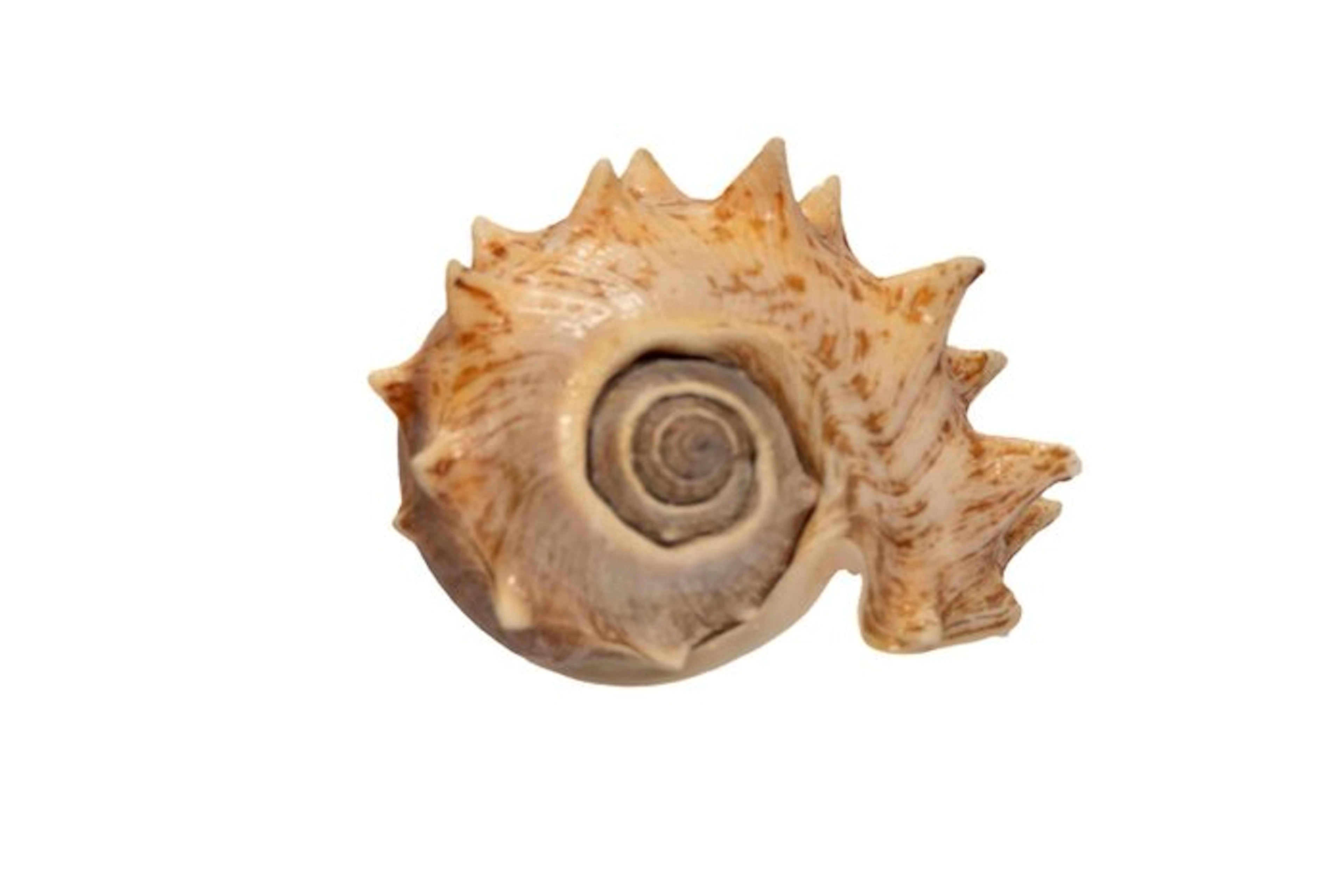 Melongena corona 130mm GEM | Giant crown snail shell...