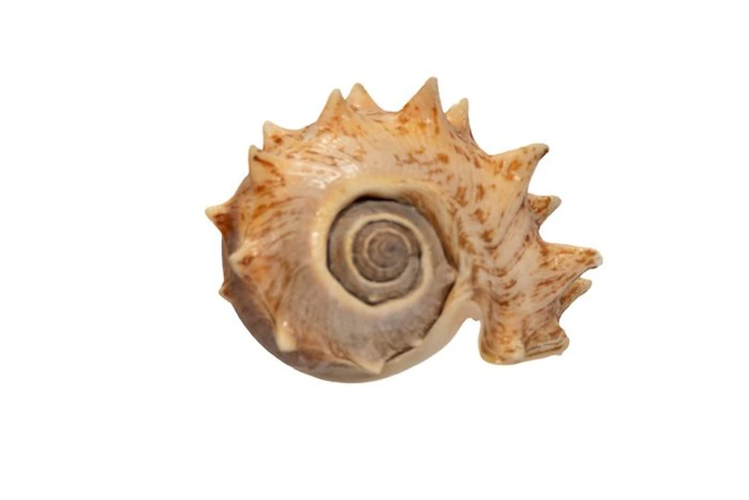 Melongena corona 130mm GEM | Giant crown snail shell...