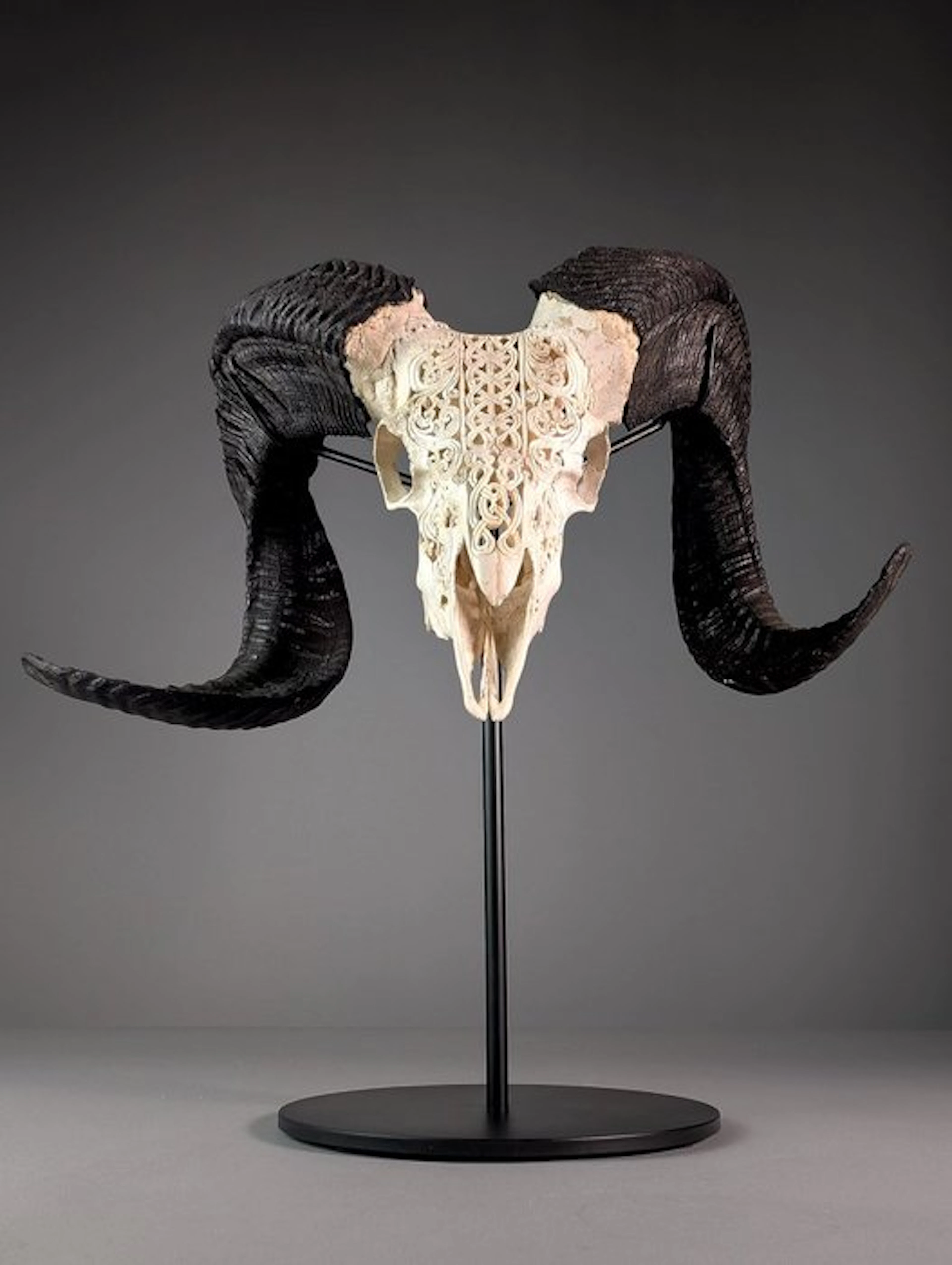 Hand-Carved Mouflon Skull with Majestic Horns on Custom...