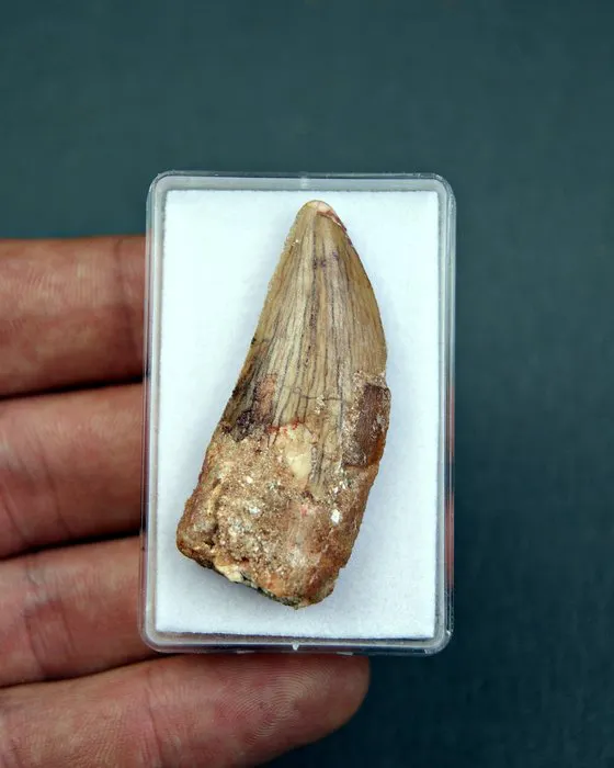 Dinosaur - Fossil tooth