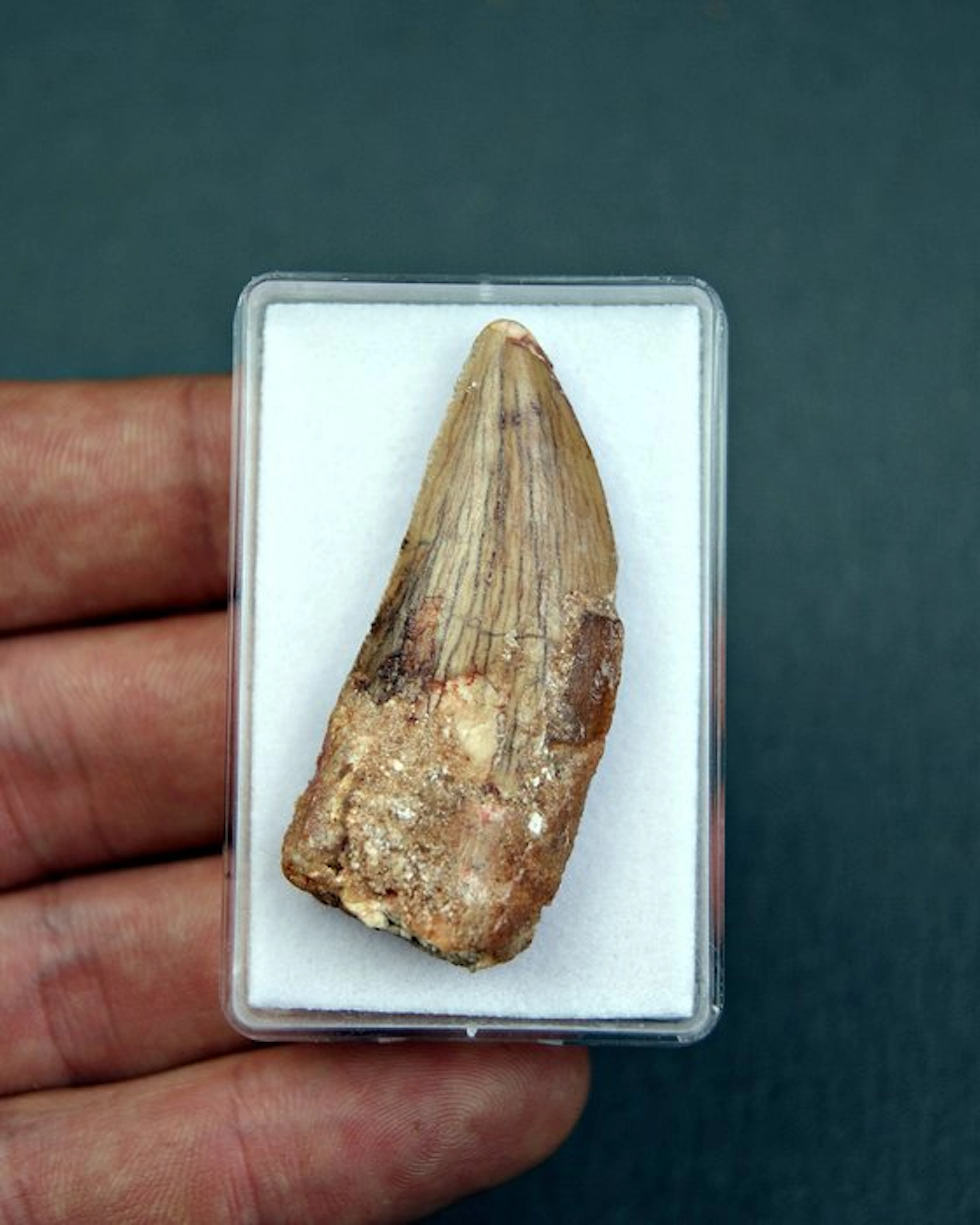 Dinosaur - Fossil tooth
