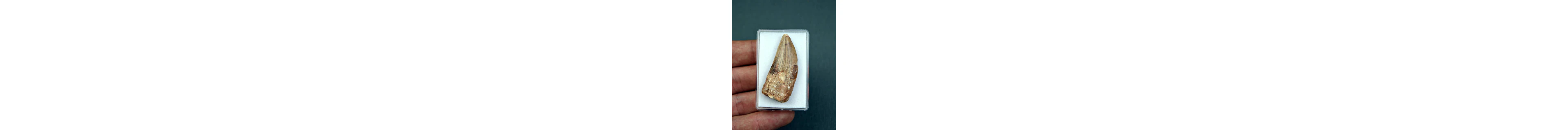 Dinosaur - Fossil tooth