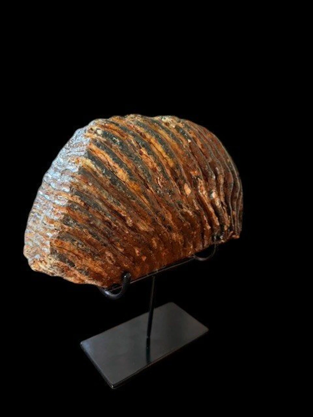 Woolly Mammoth *5.2KG* - Fossil molar - 27 cm - 24 cm